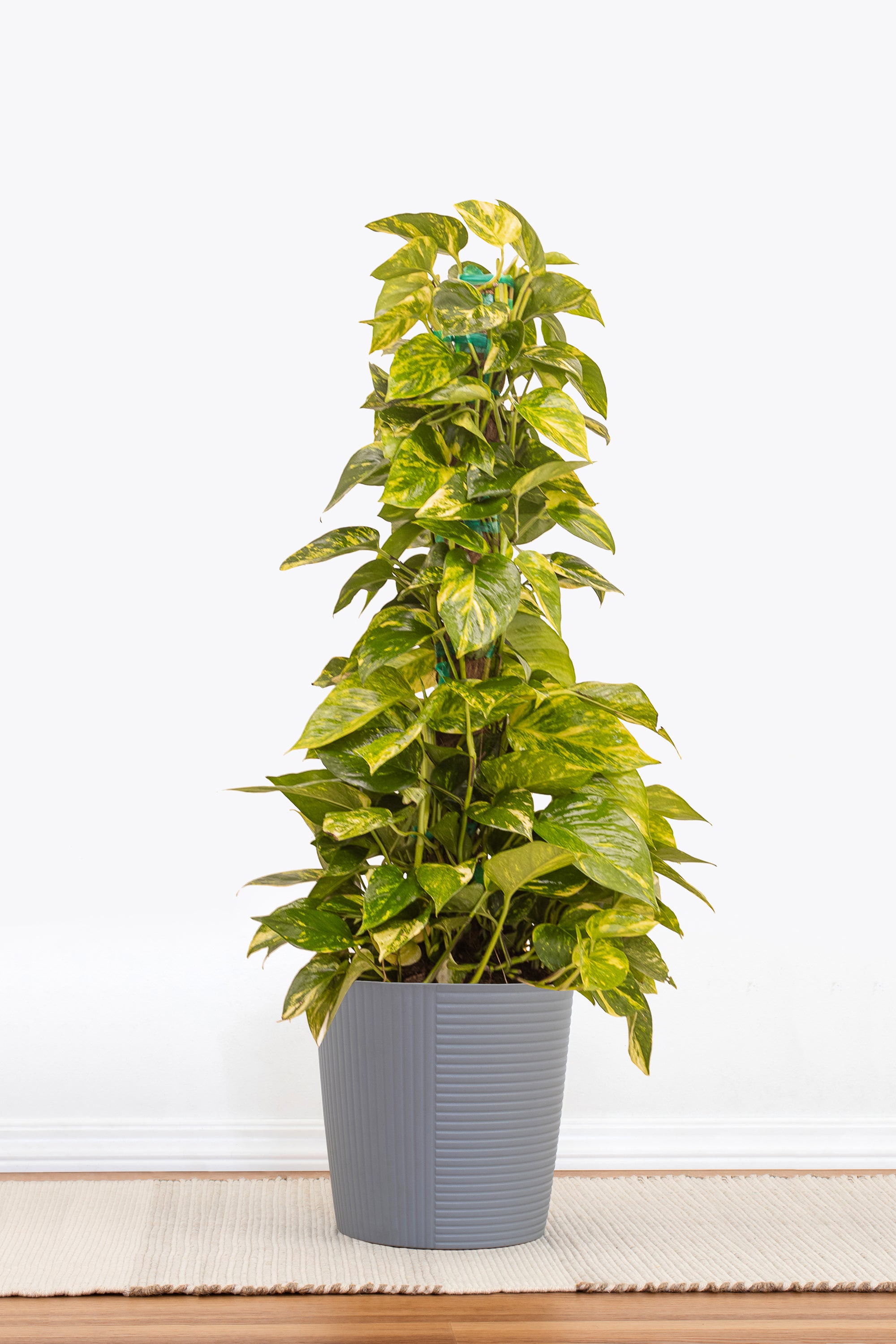 pothos plant small United Nursery Golden Pothos Totem Plant 36. in to 40 in. Tall in 10 in. White Decor Pot