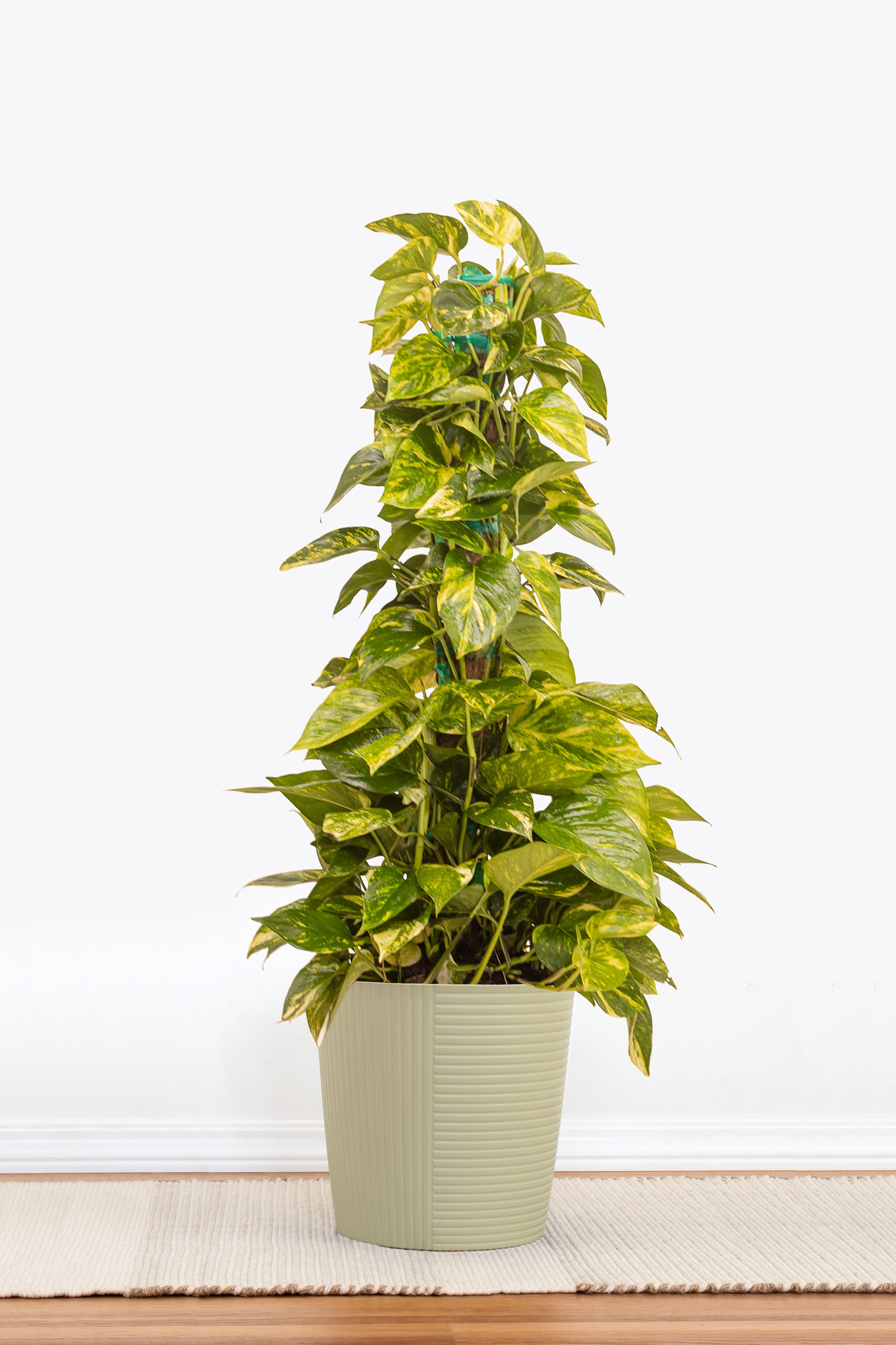 golden pothos near me United Nursery Golden Pothos Totem Plant 36. in to 40 in. Tall in 10 in. White Decor Pot