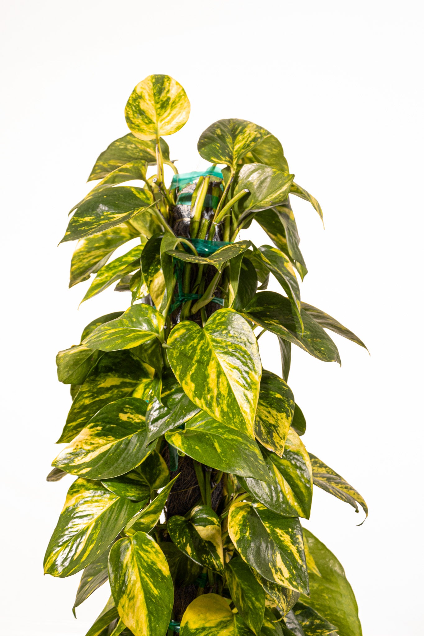 Golden Pothos Totem