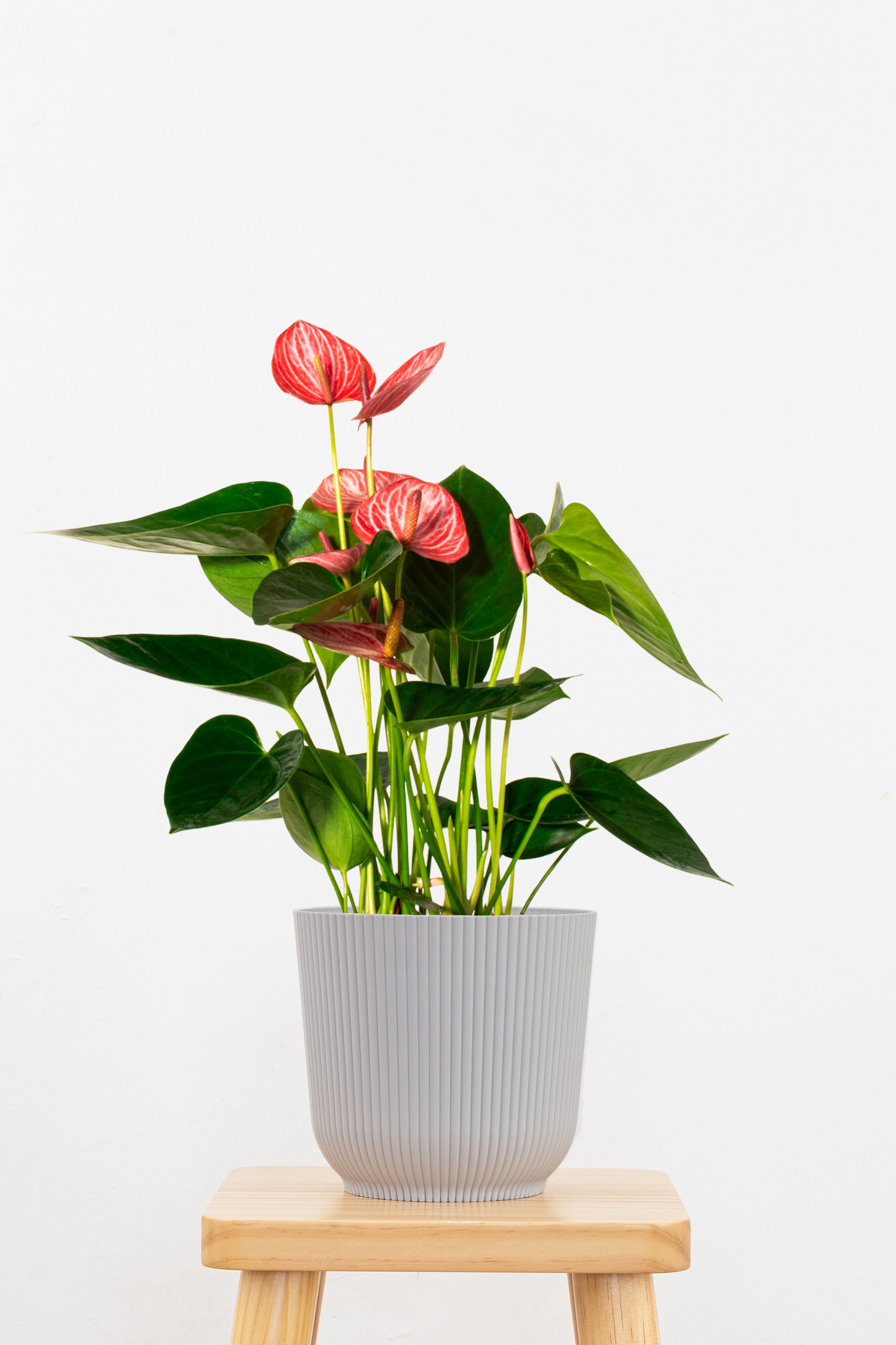 anthurium in vase Red Anthurium Livium