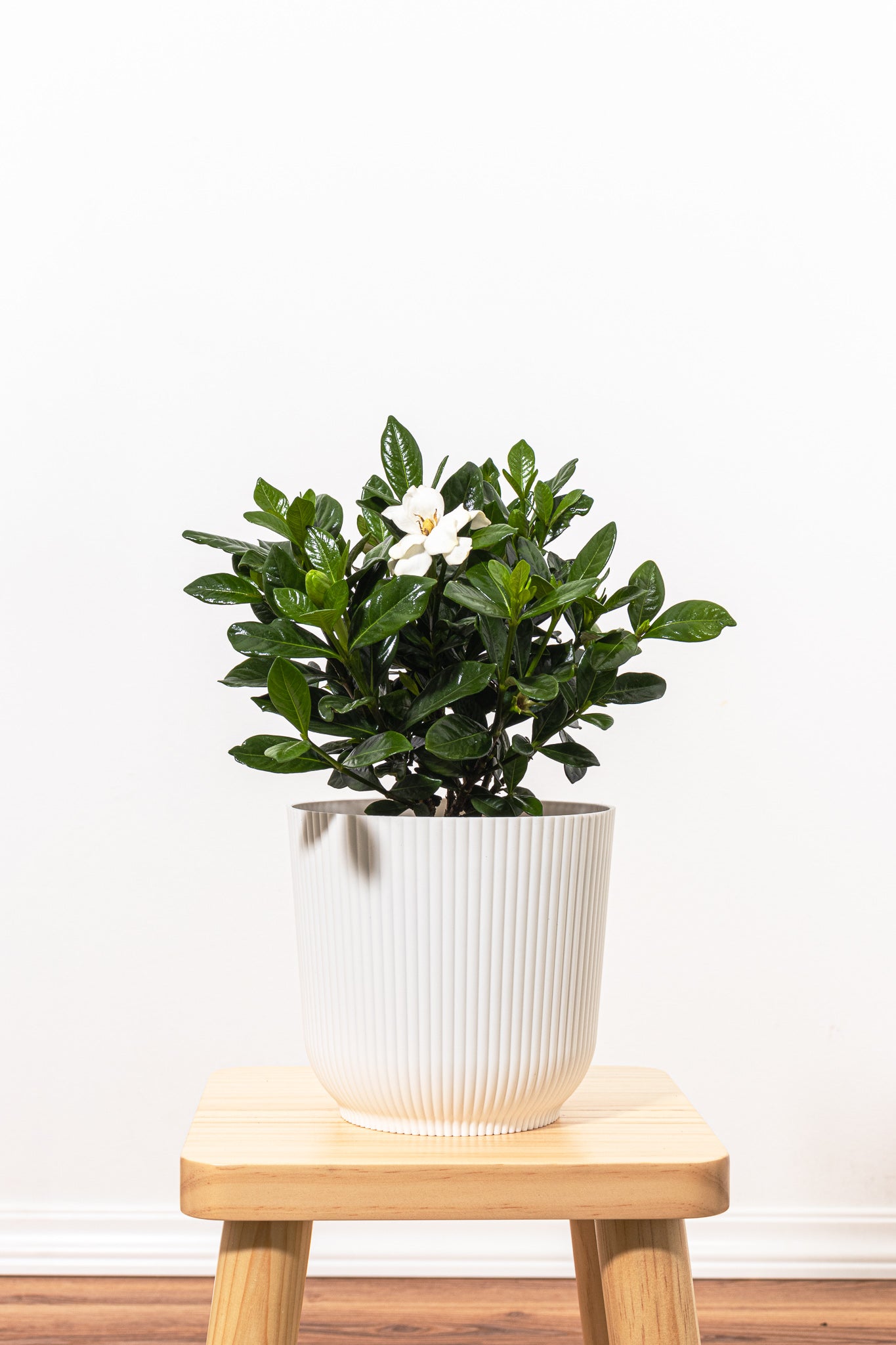 Gardenia Bush