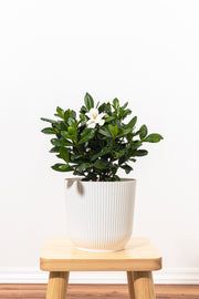 Gardenia Bush