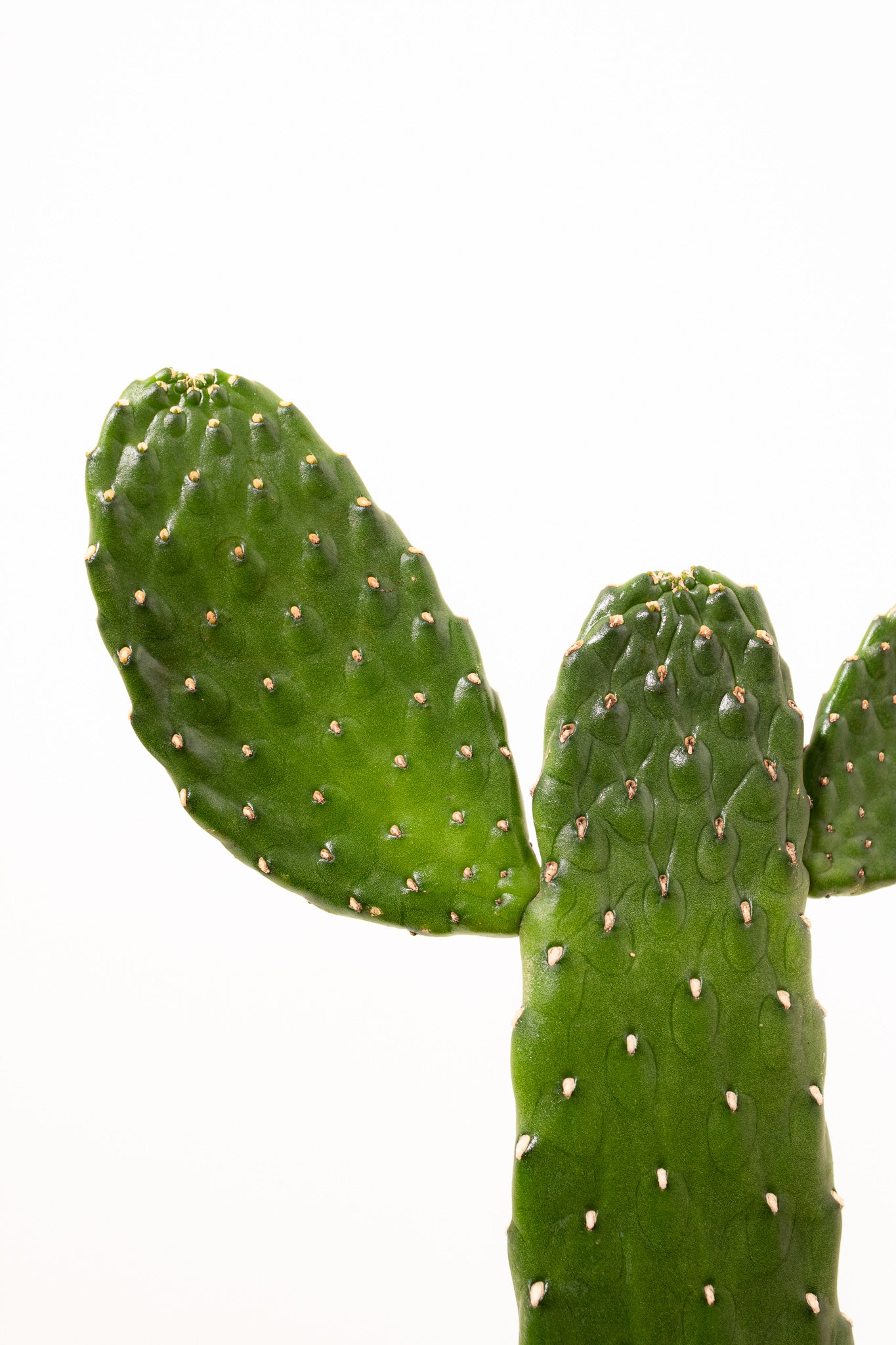 Roadkill Cactus