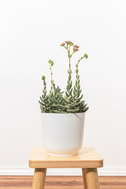 Crassula Tenelli Bling
