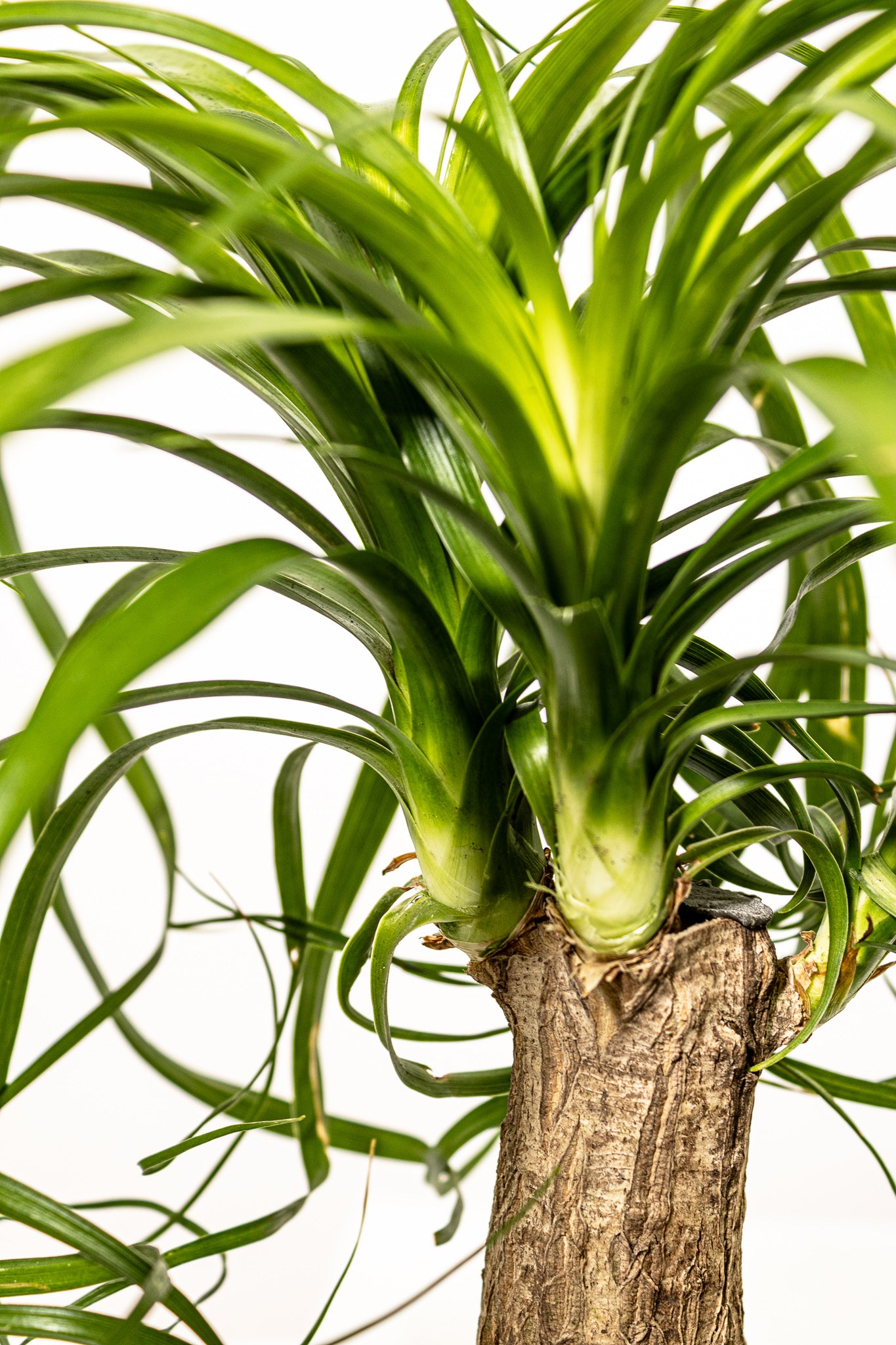 Ponytail Palm