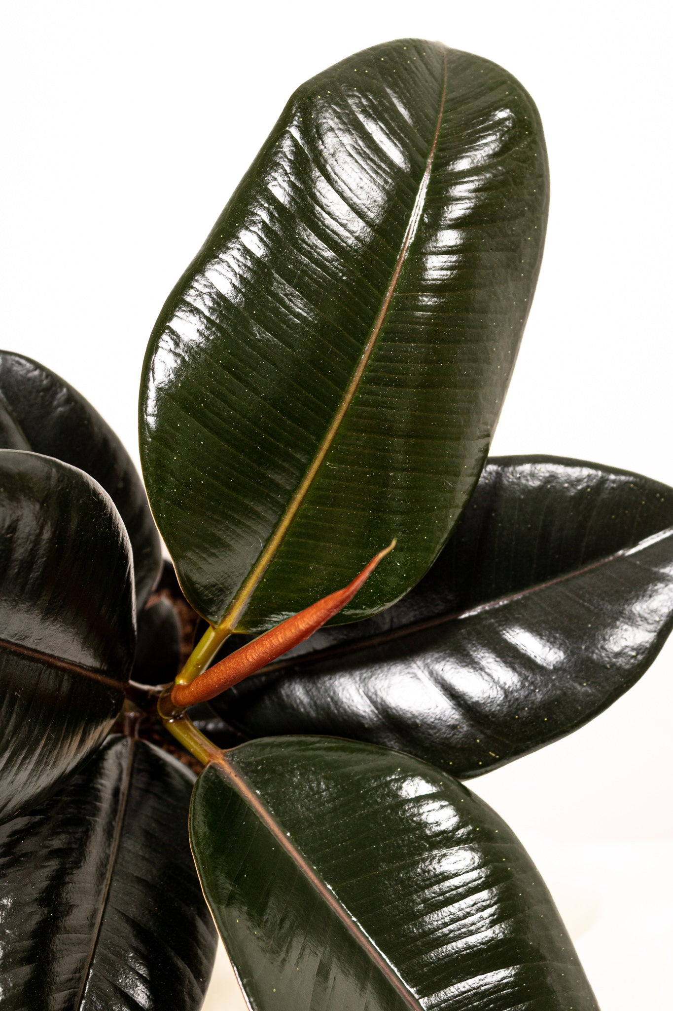 burgundy rubber tree indoor Burgundy Rubber Tree Plant, Rubber Plant Decor in 6" White Pot, Live Ficus Tree, Easy Plant Gift, Ficus Elastica Live Plant, Real Plants, Office