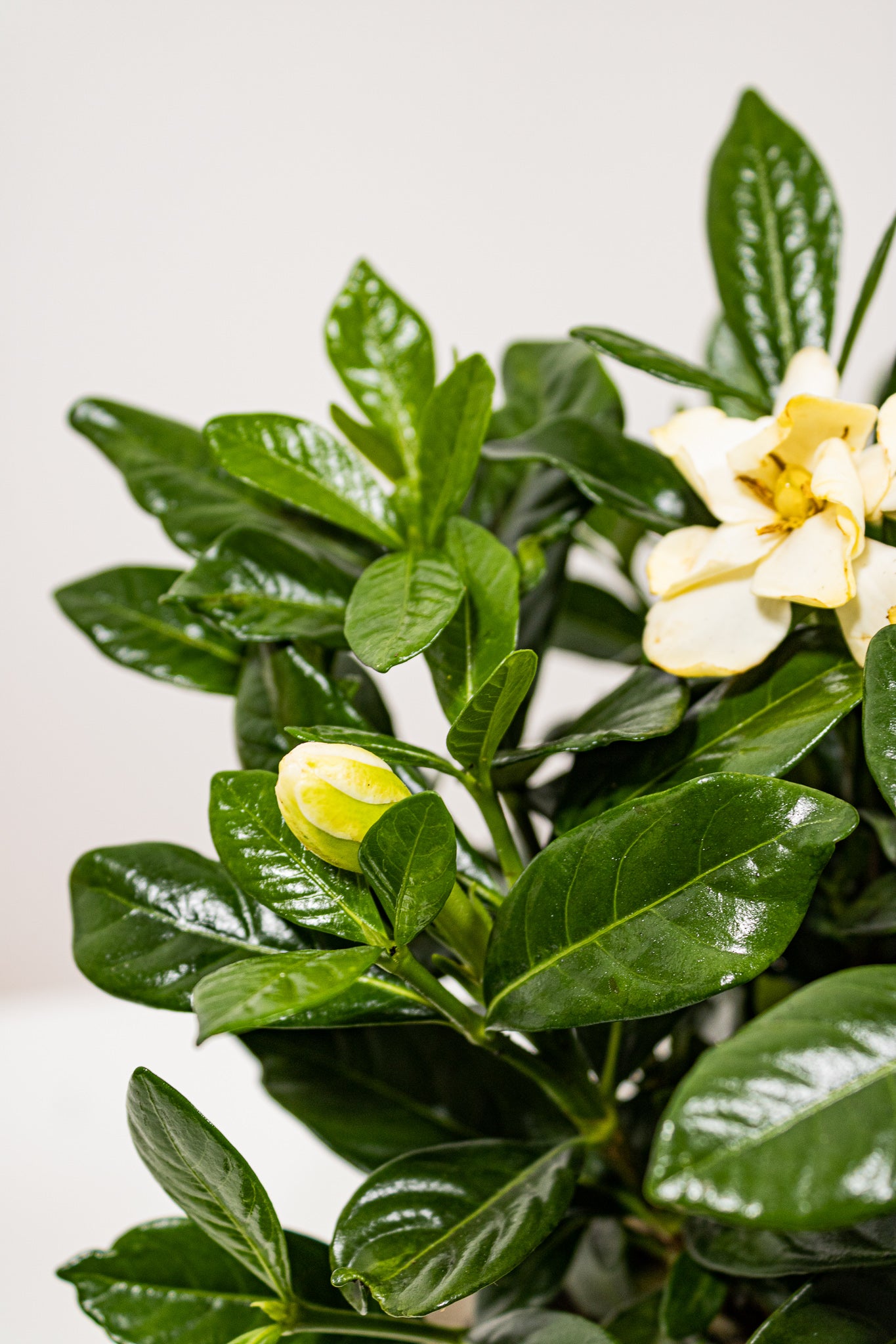Gardenia Bush