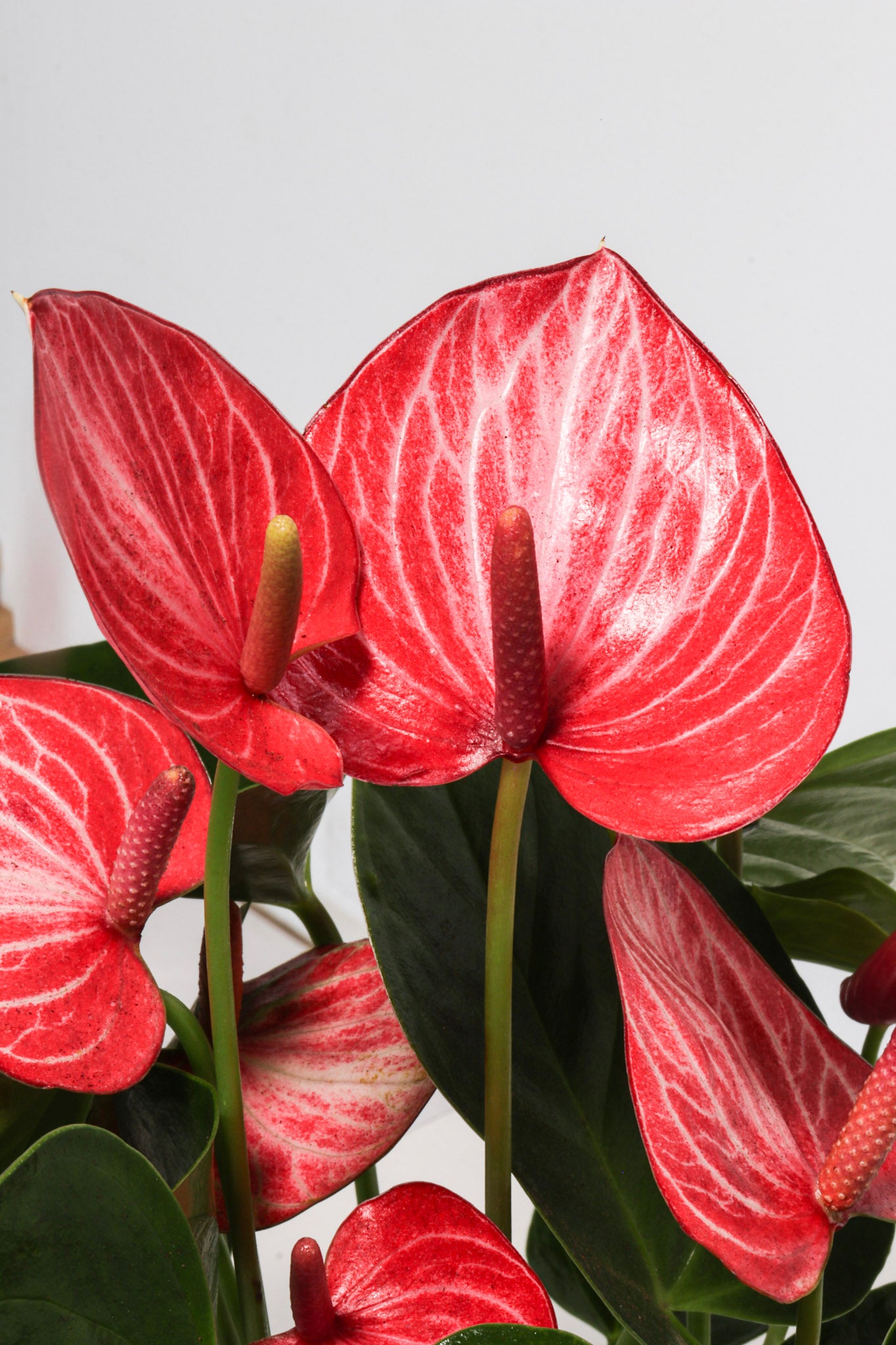 United Nursery Anthurium - Thumbnail 4