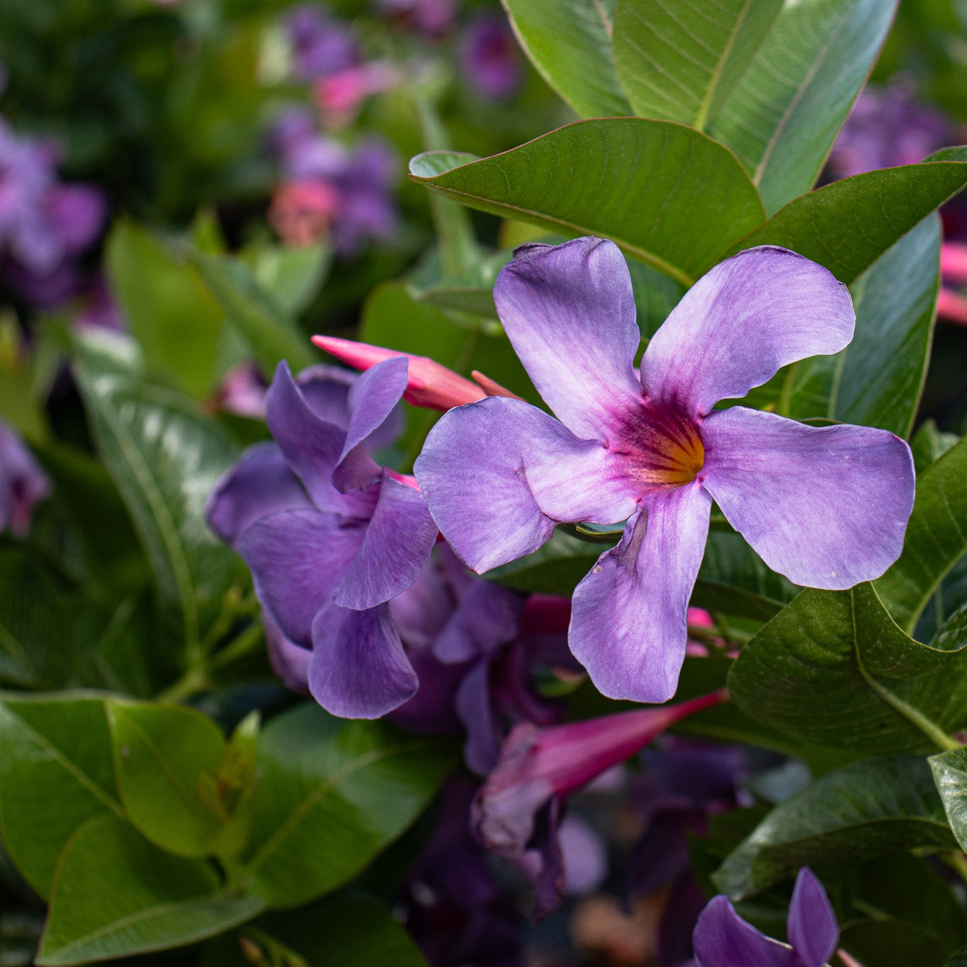 Bluephoria Mandevilla