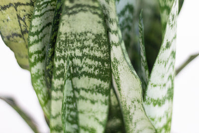Sansevieria Snake Plant