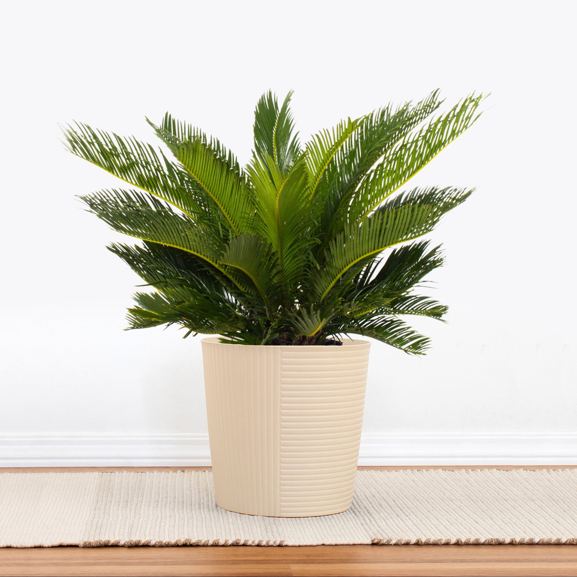 King Sago Palm in 10 inch Decor Pot, Cycas Revoluta