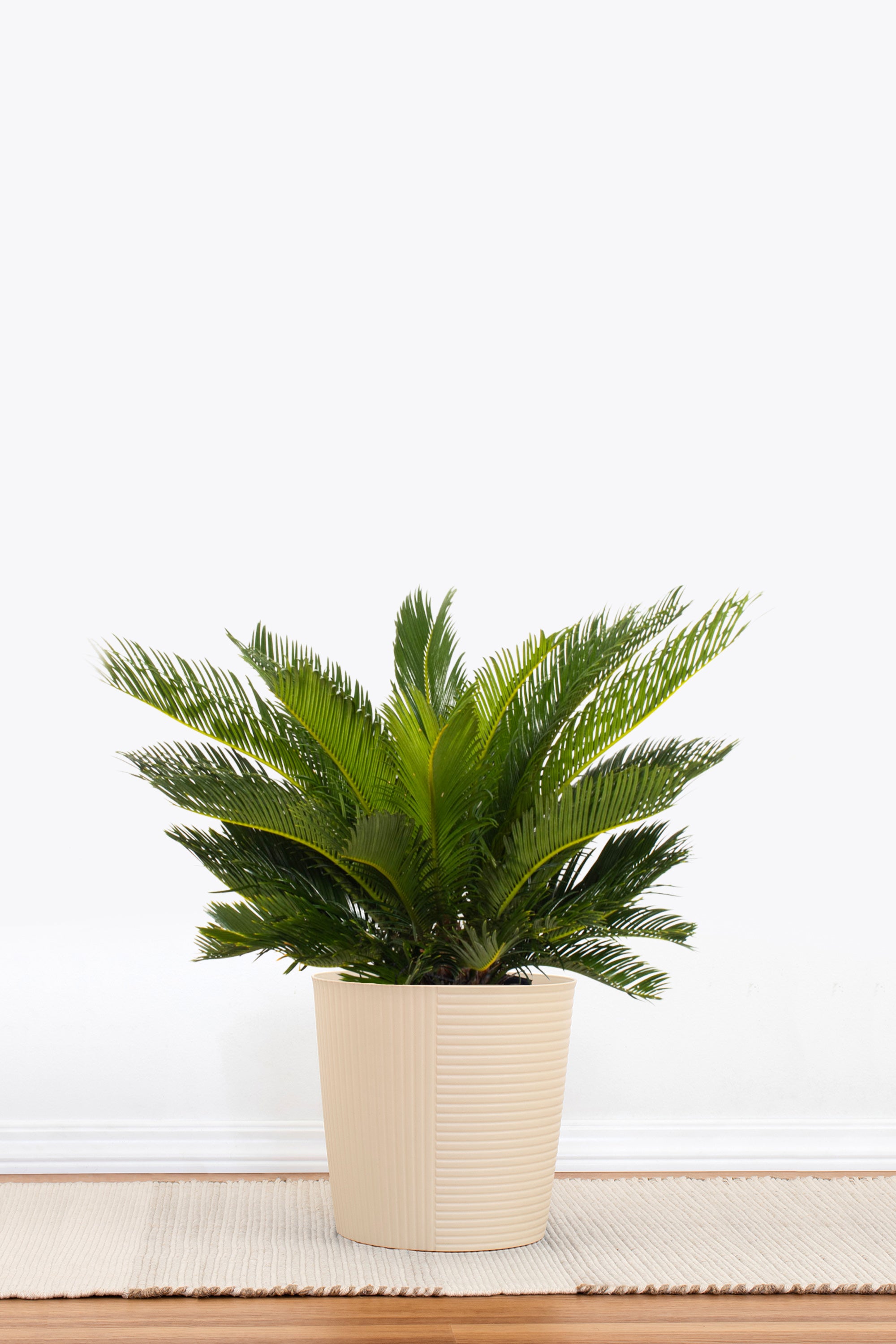King Sago Palm