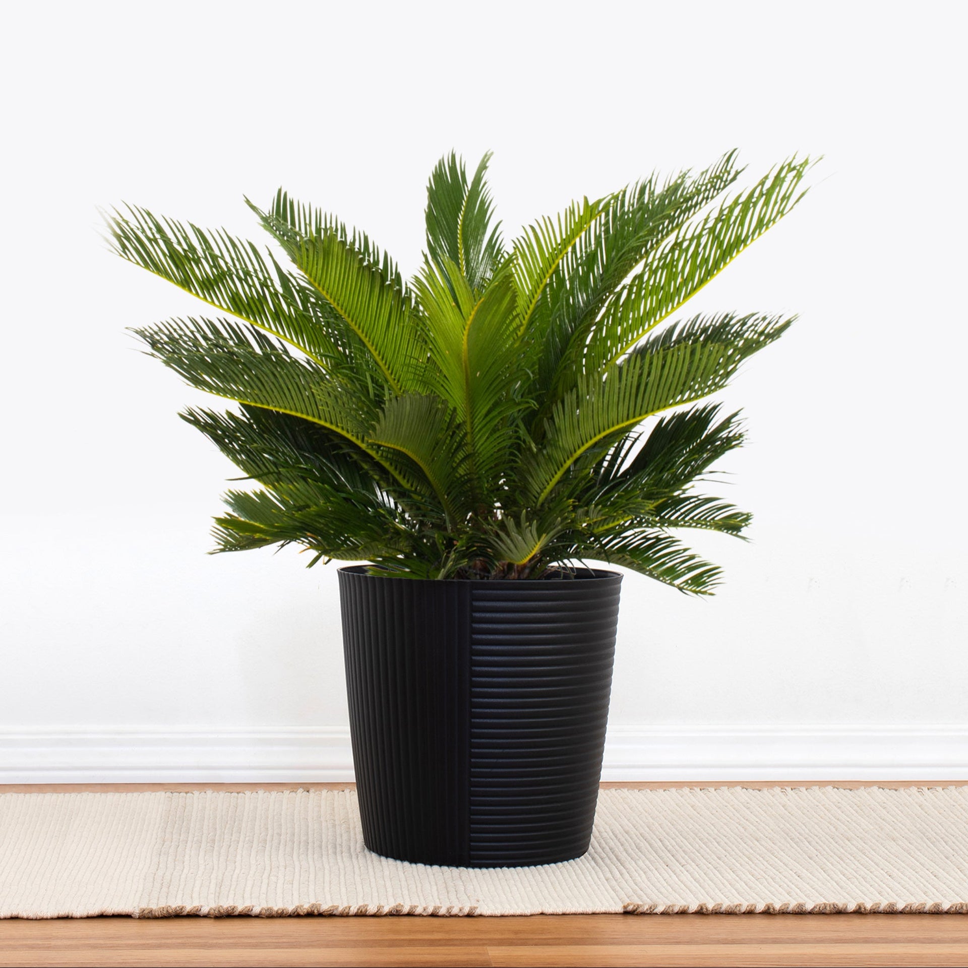 sago palm plant price King Sago Palm - Large