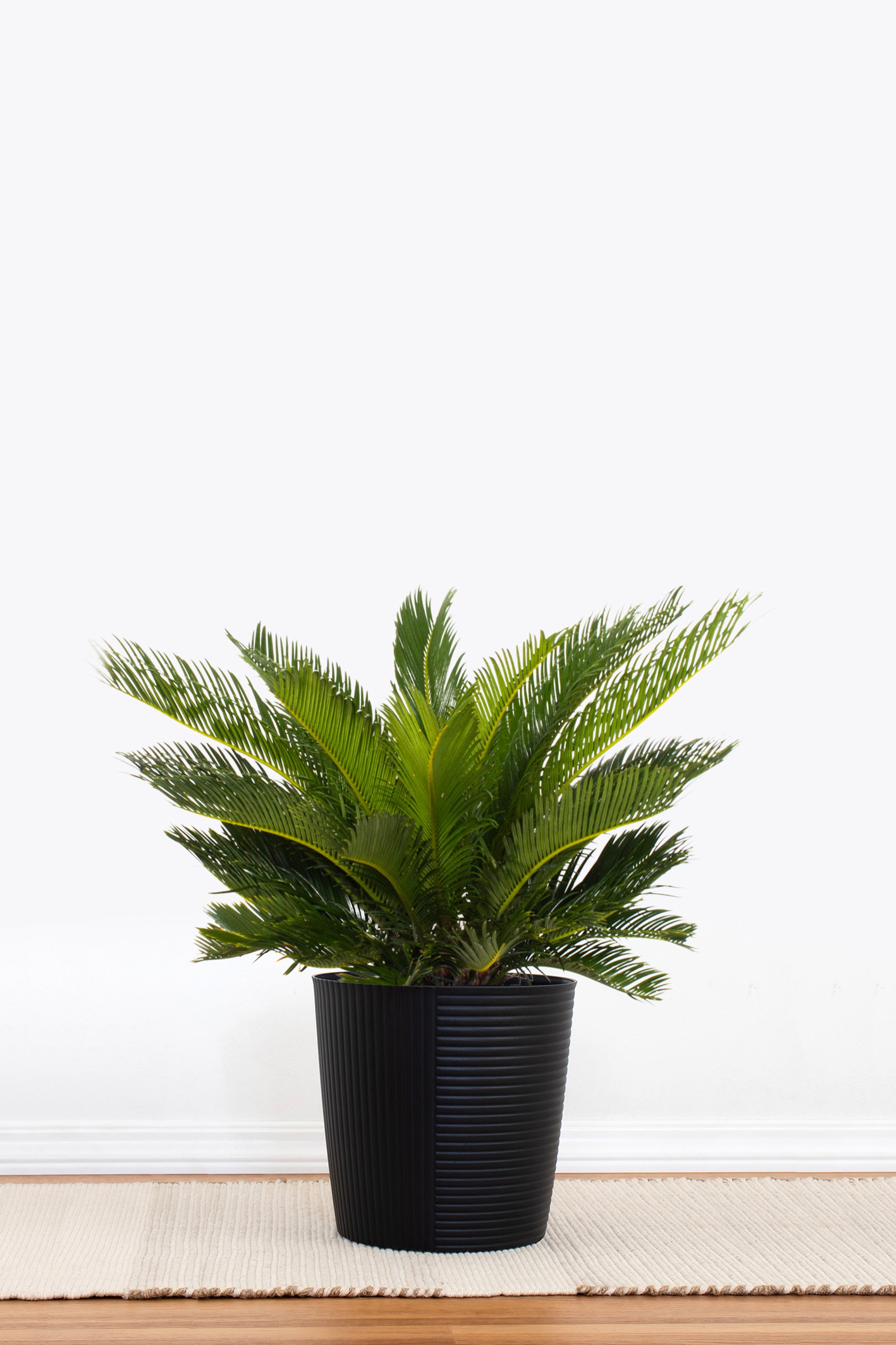 King Sago Palm