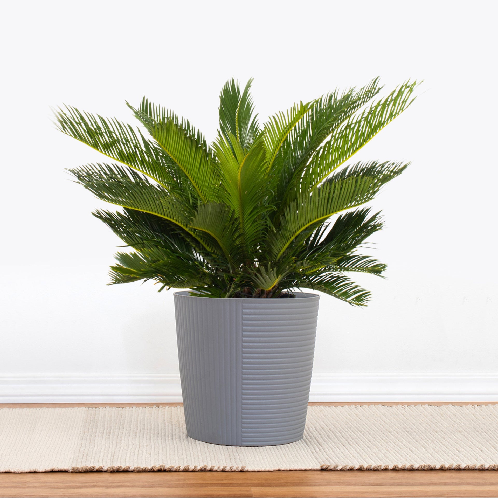 indoor sago palm plant King Sago Palm - Large