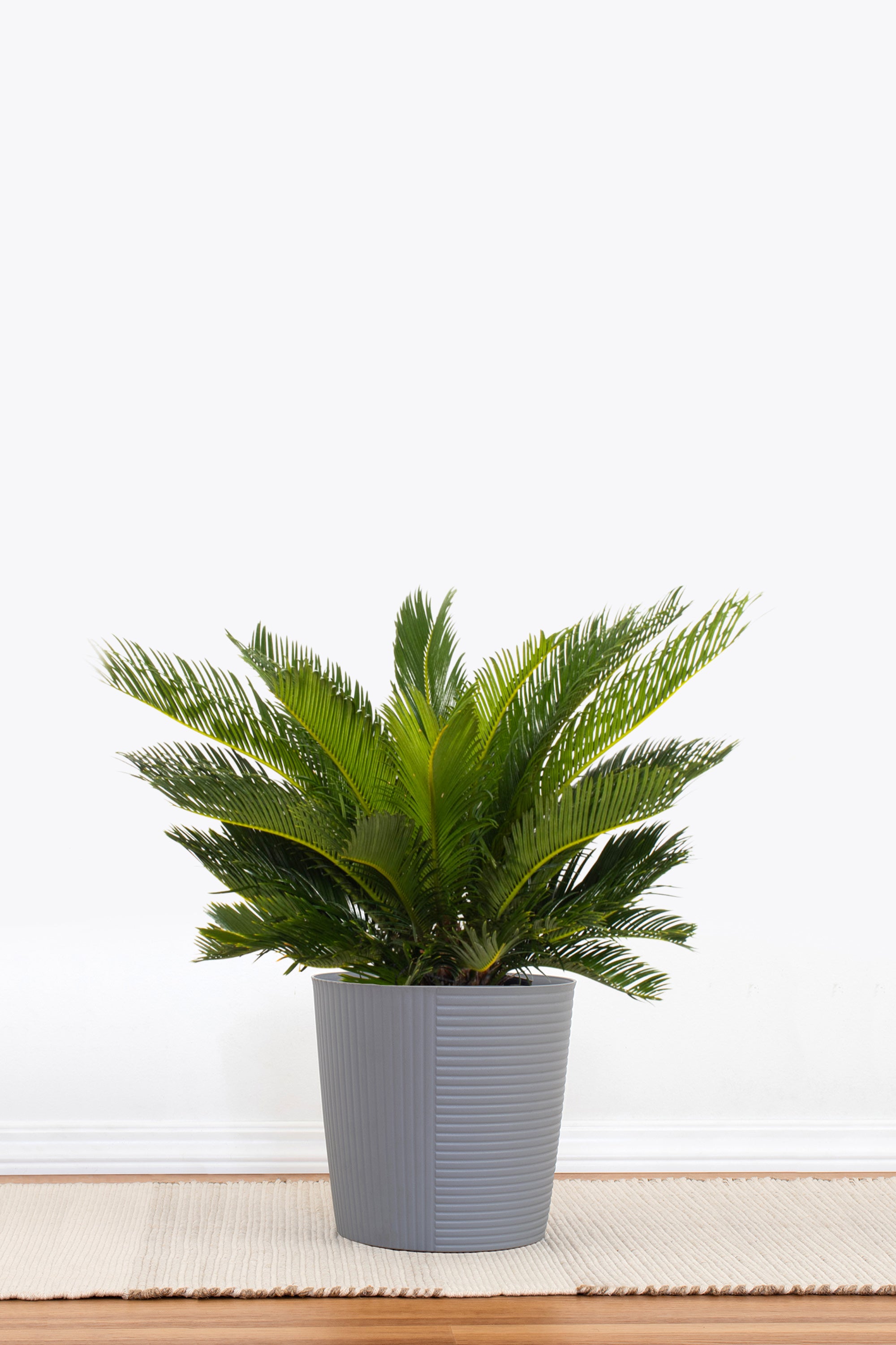 King Sago Palm