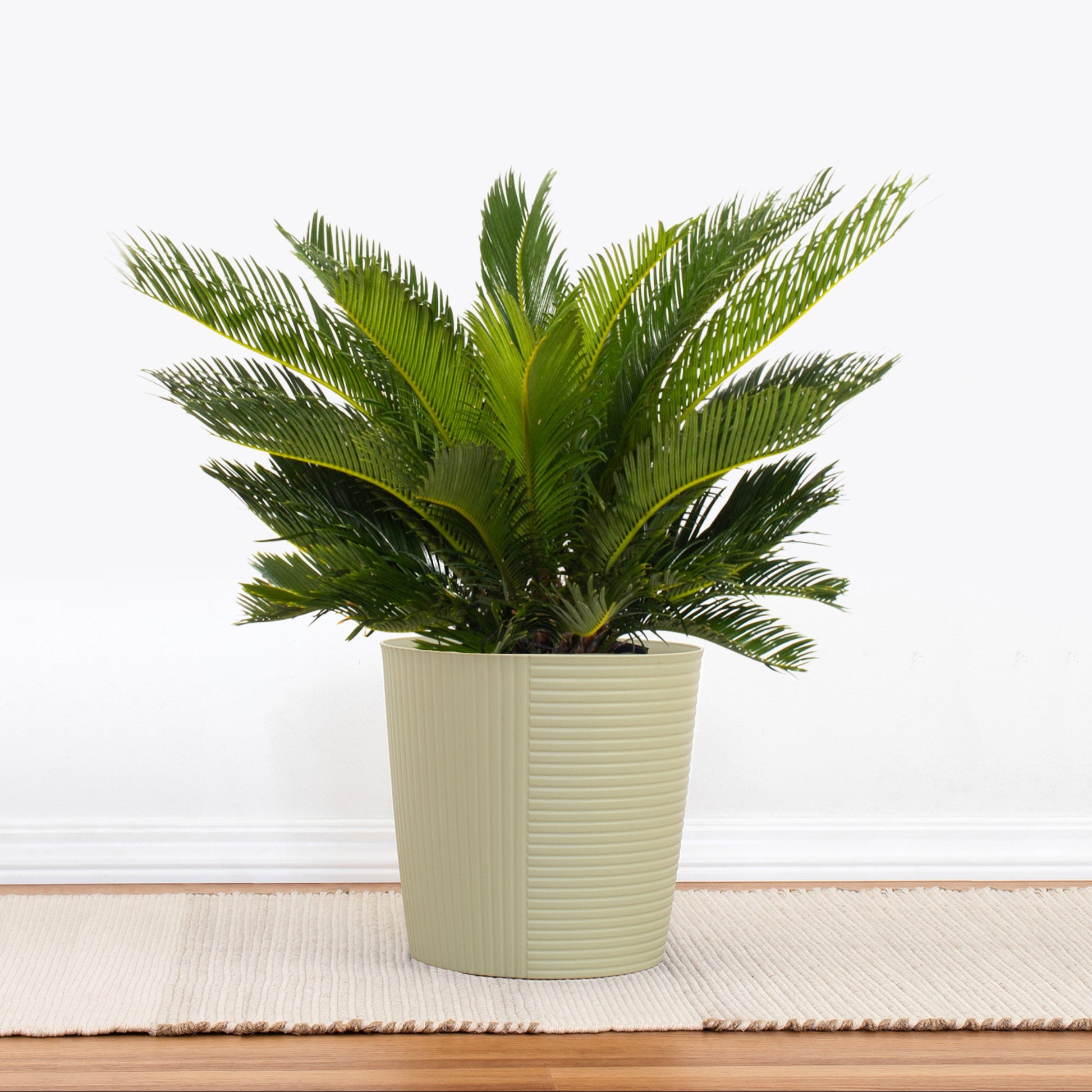 indoor palm like plant King Sago Palm, 10" Pot