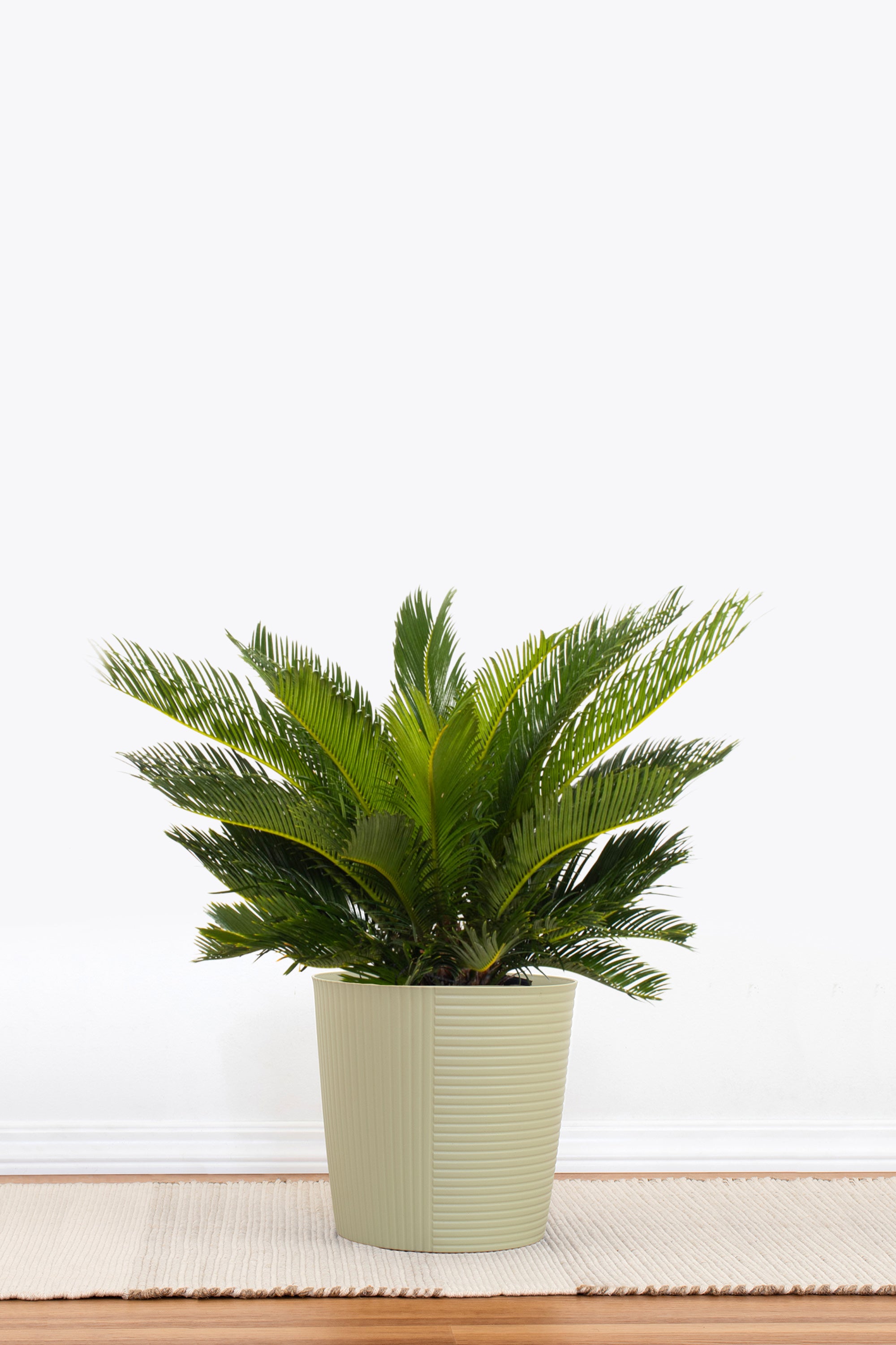 King Sago Palm