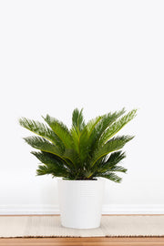 King Sago Palm