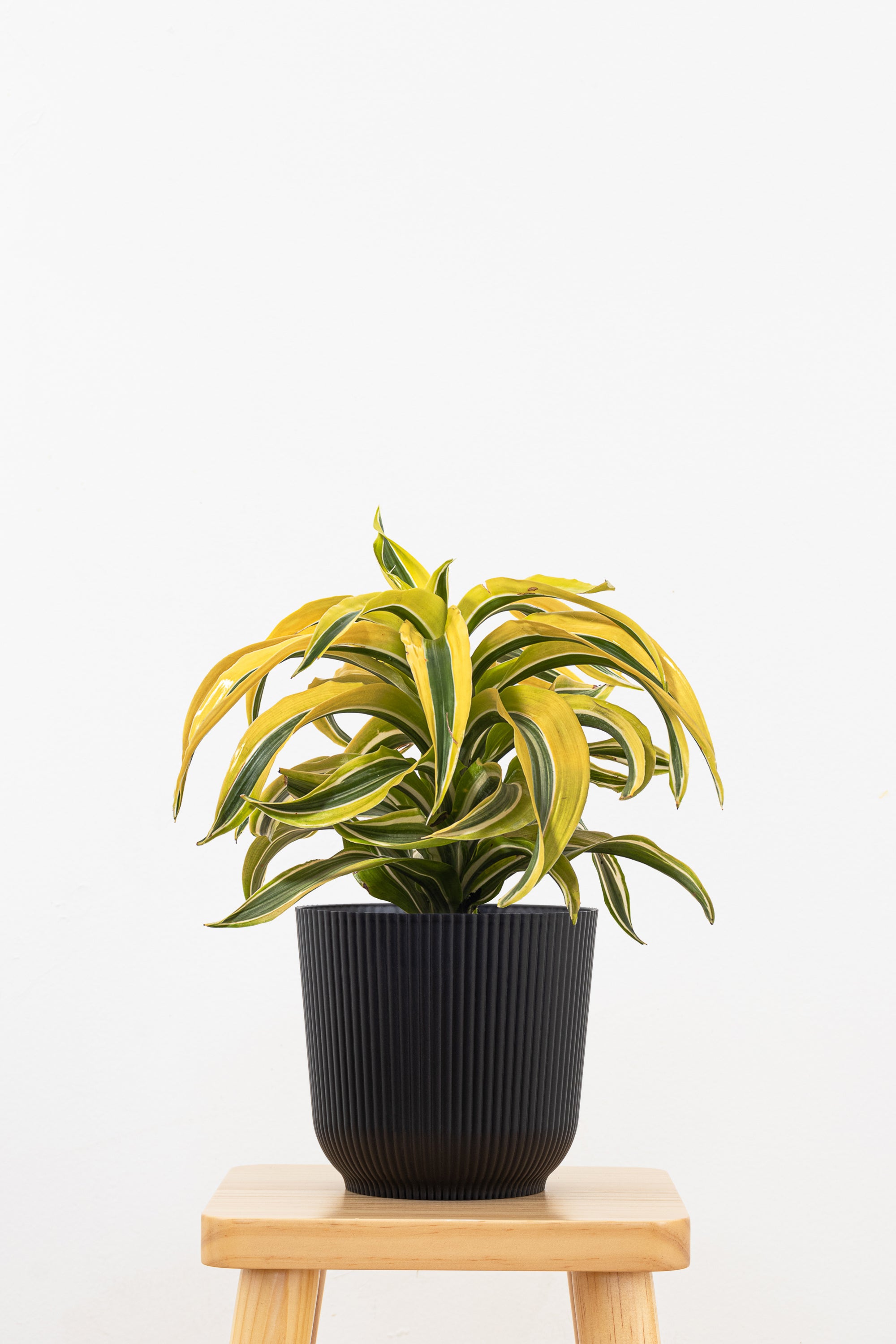 Dracaena Lemon Surprise
