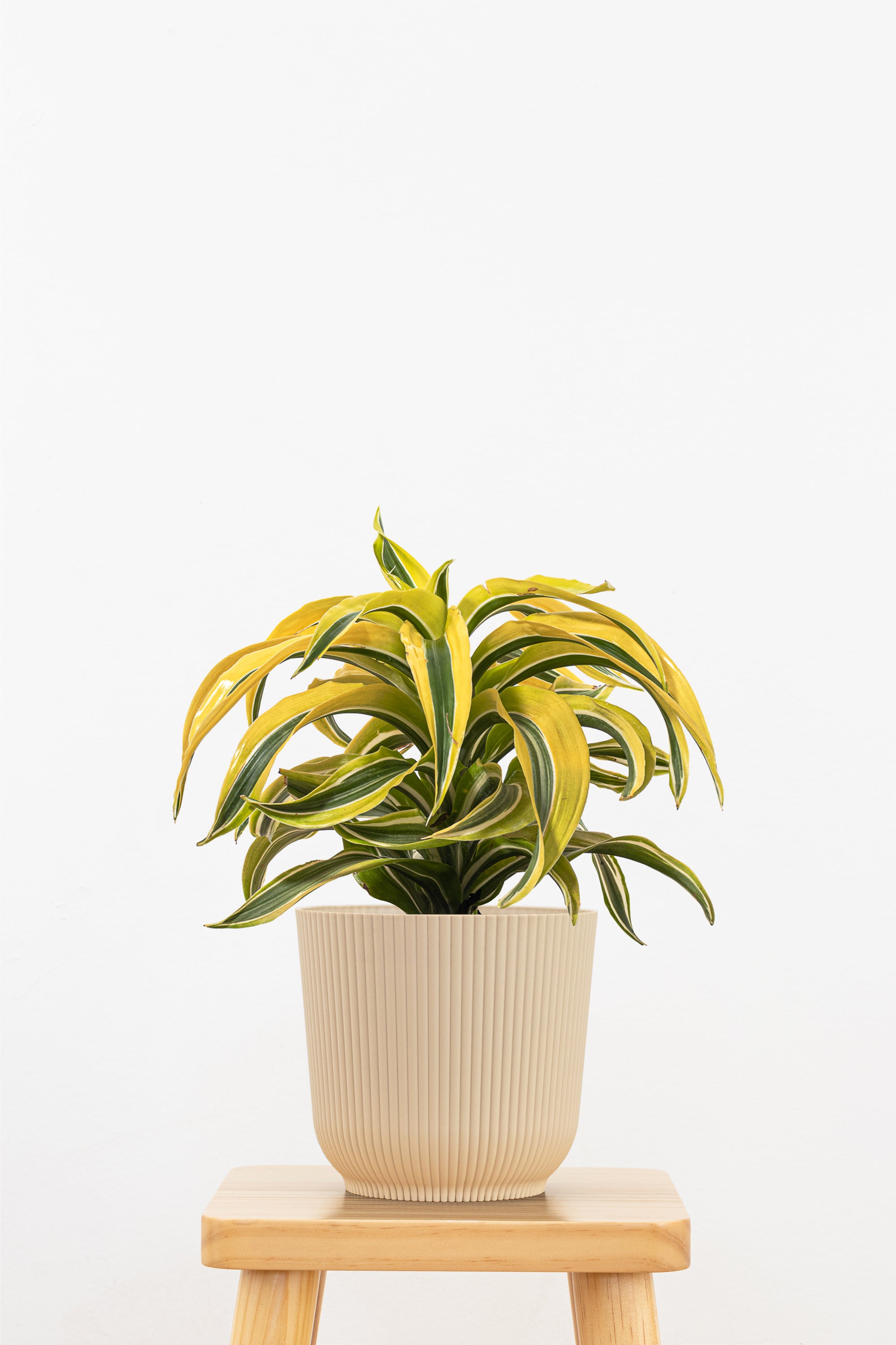 United Nursery Dracaena Lemon Surprise