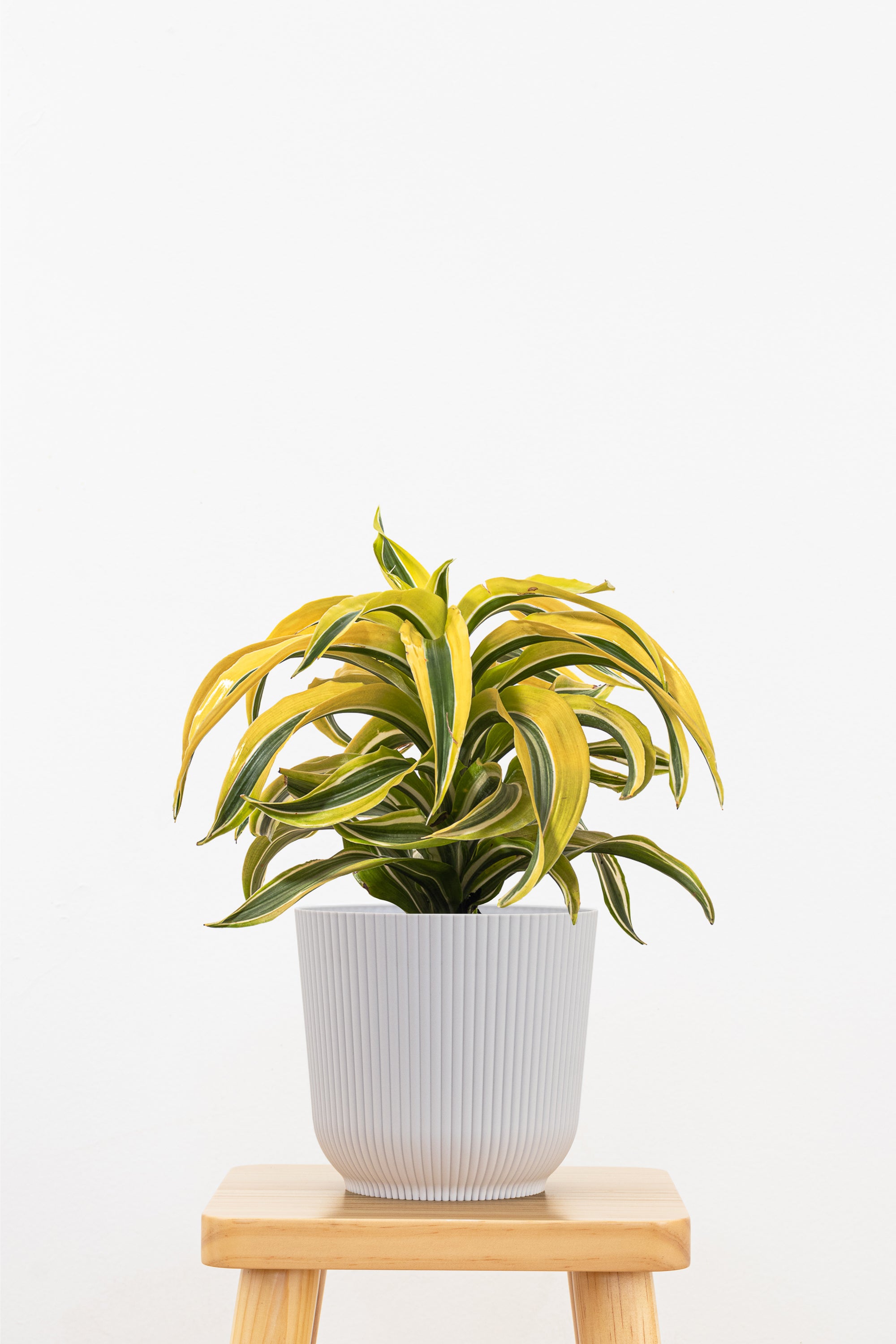 United Nursery Dracaena Lemon Surprise - Thumbnail 2