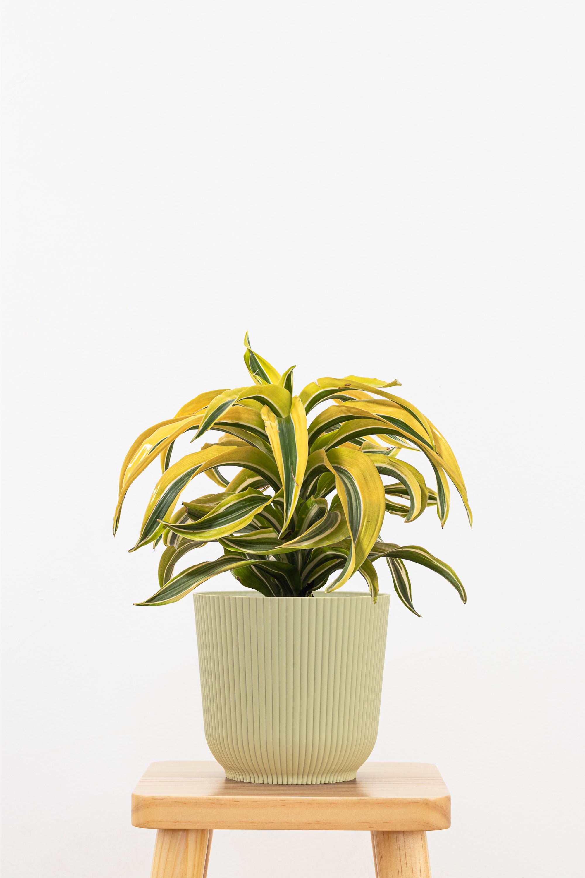 Dracaena Lemon Surprise