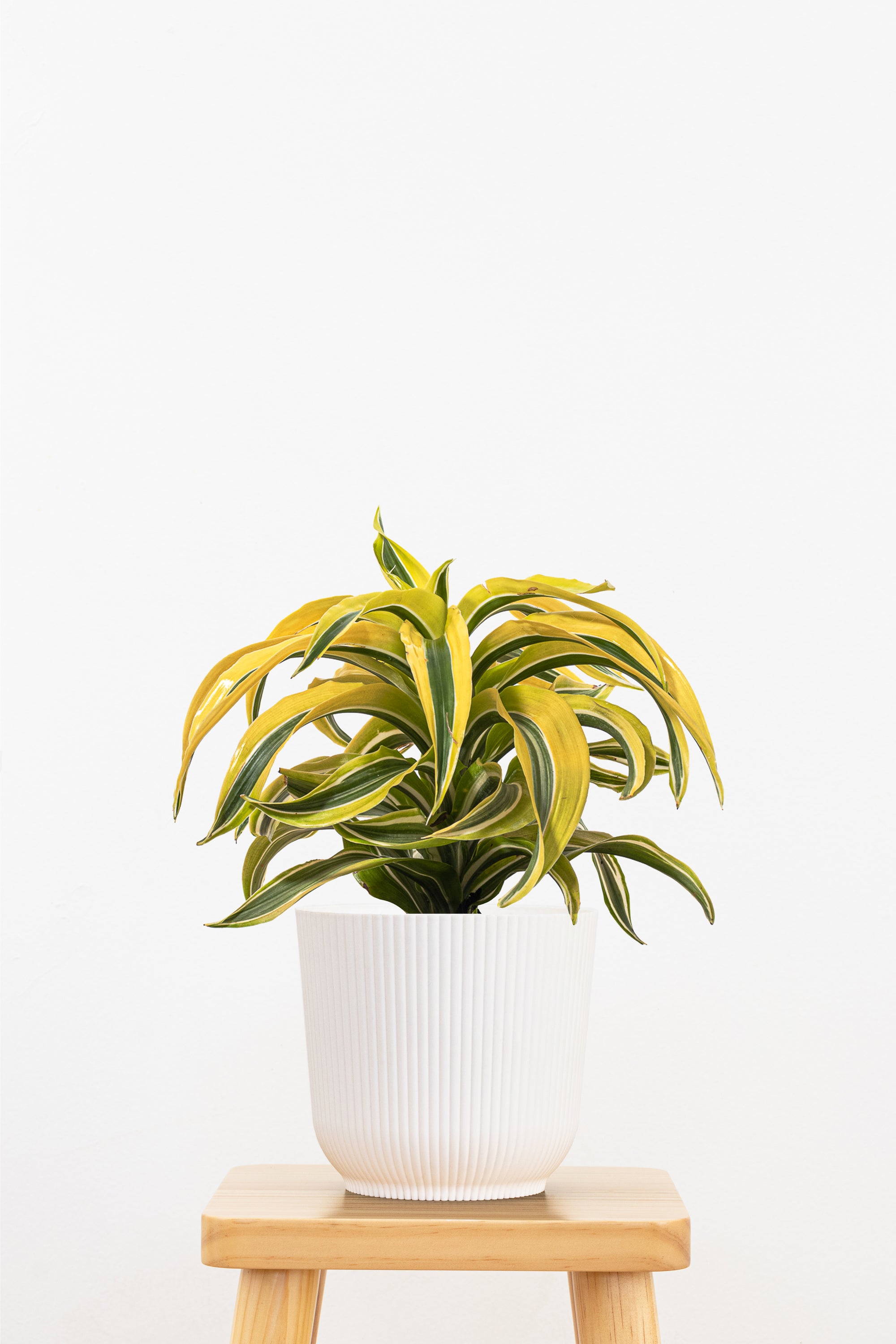 United Nursery Dracaena Lemon Surprise - Thumbnail 4