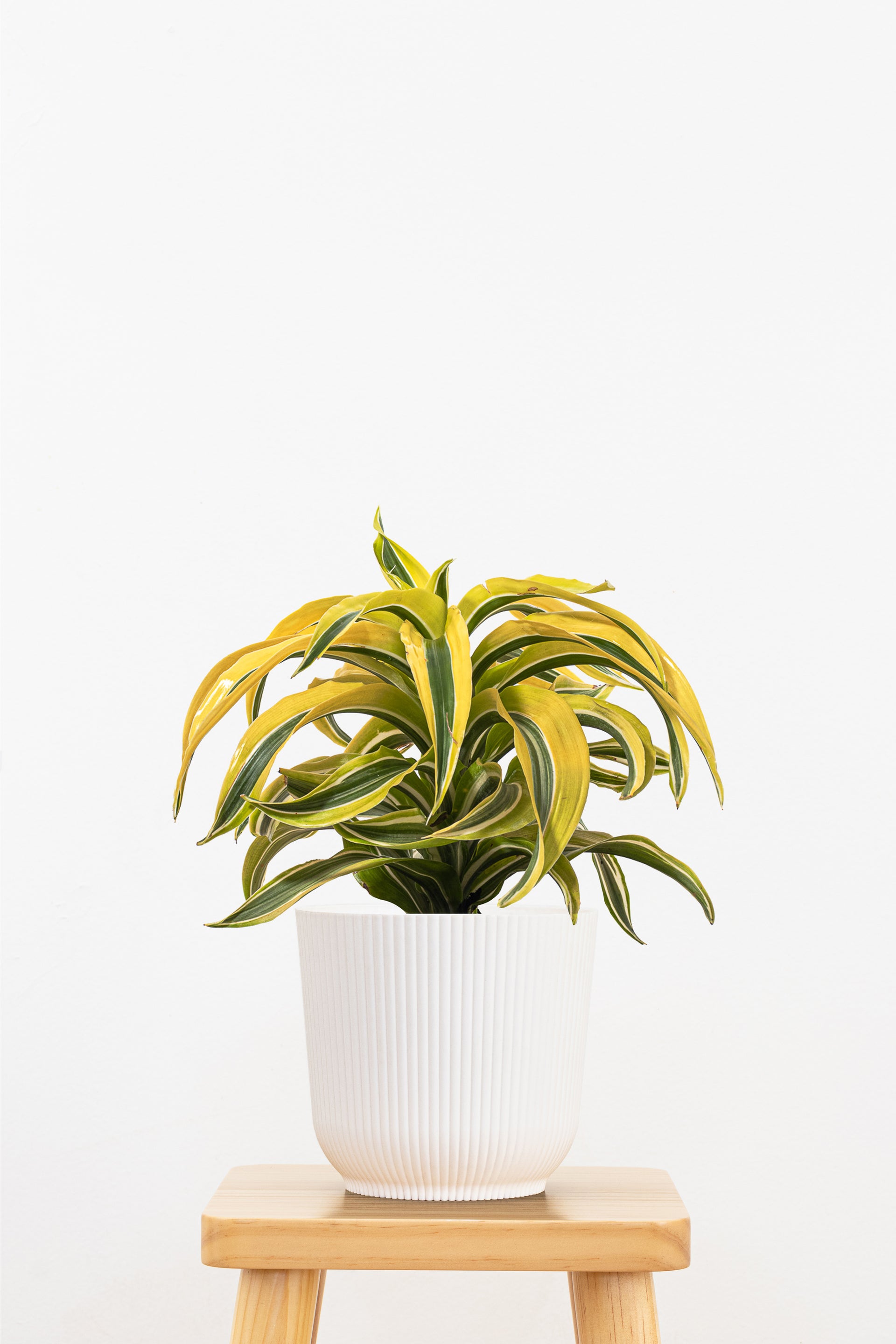 dracaena white surprise Dracaena Lemon Surprise