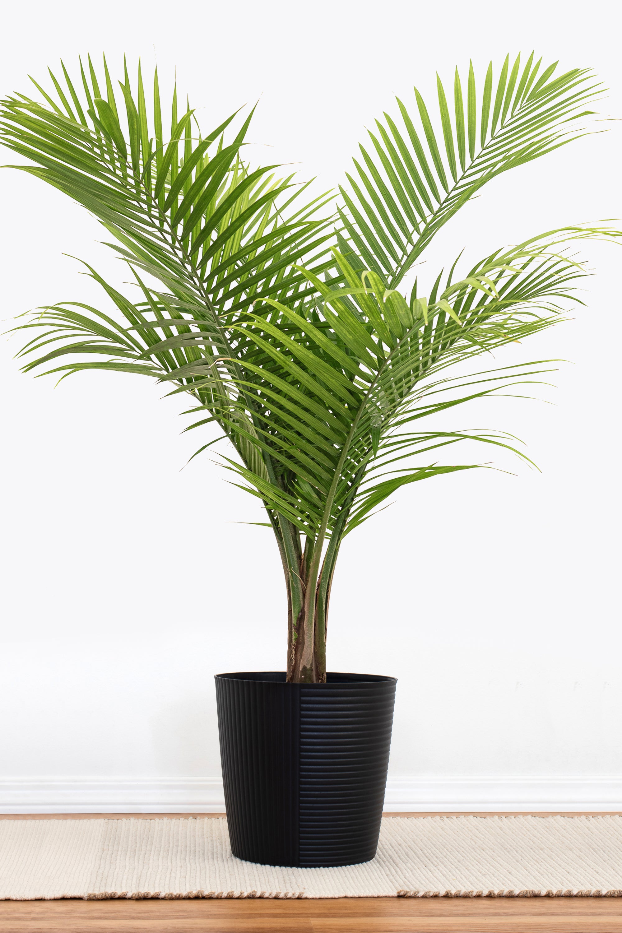 hostel palm plant Lowe's Costa Farms Majesty Palm Tree, 10 in