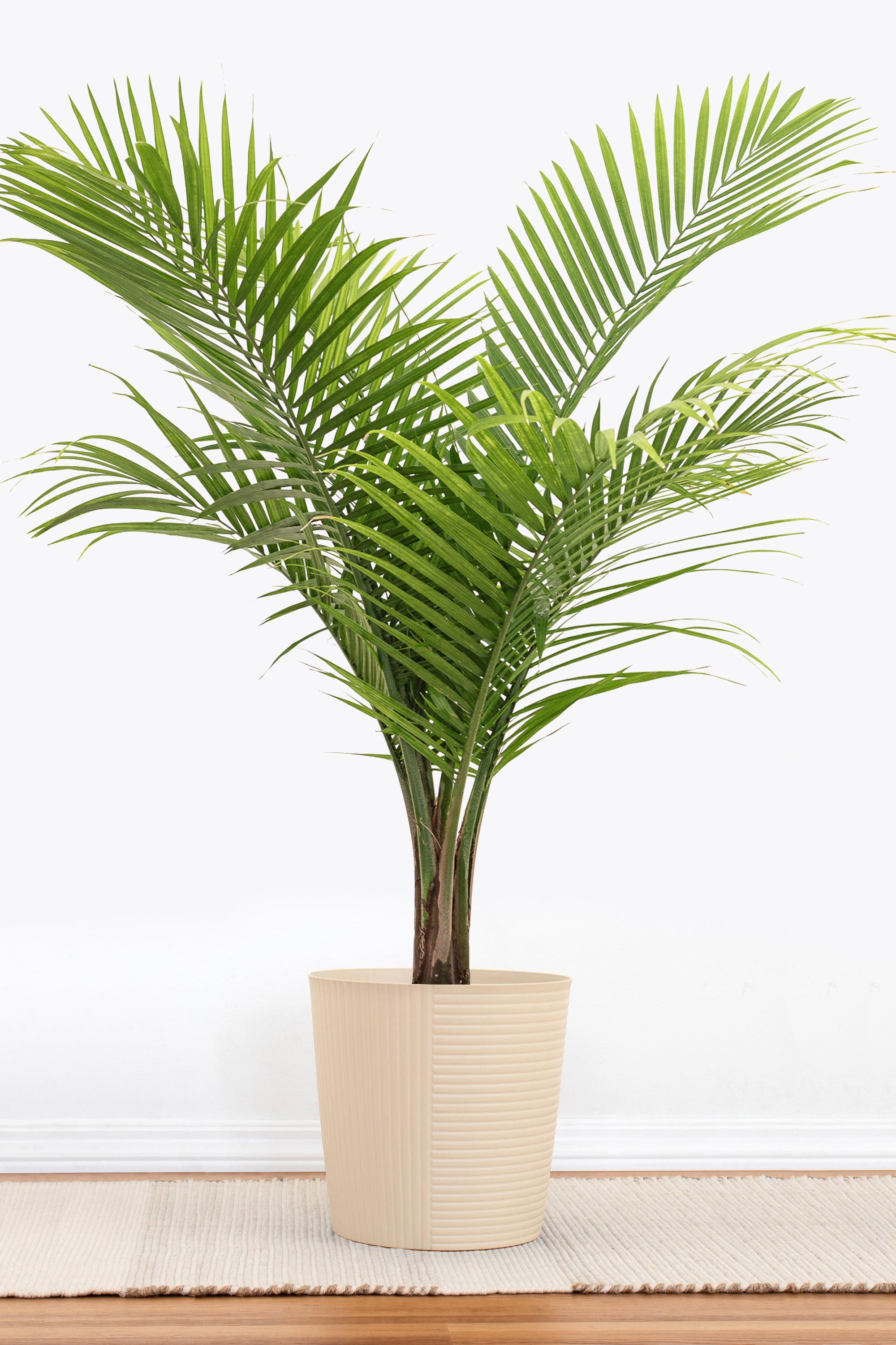 United Nursery Majesty Palm