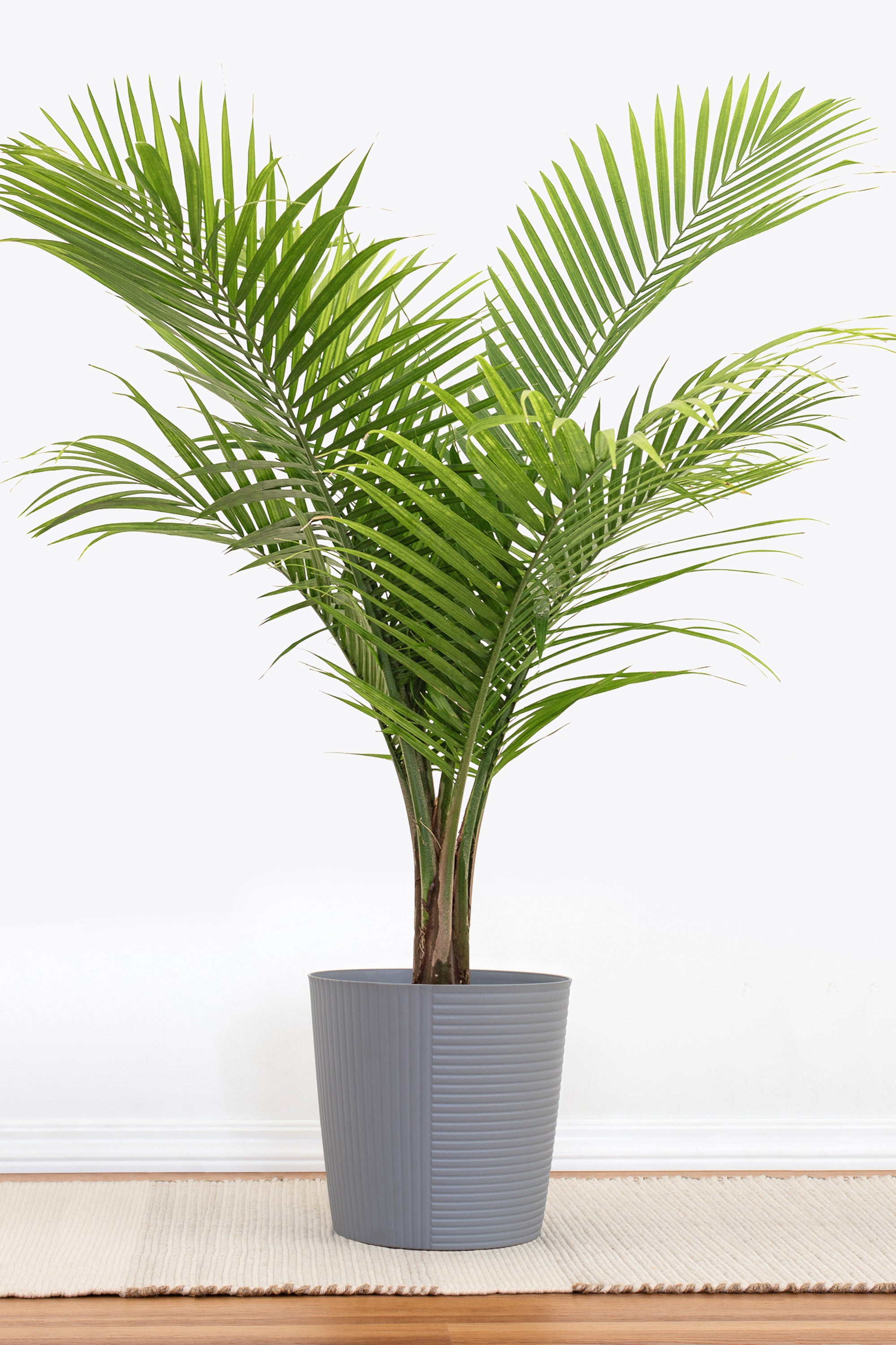 United Nursery Majesty Palm - Thumbnail 4