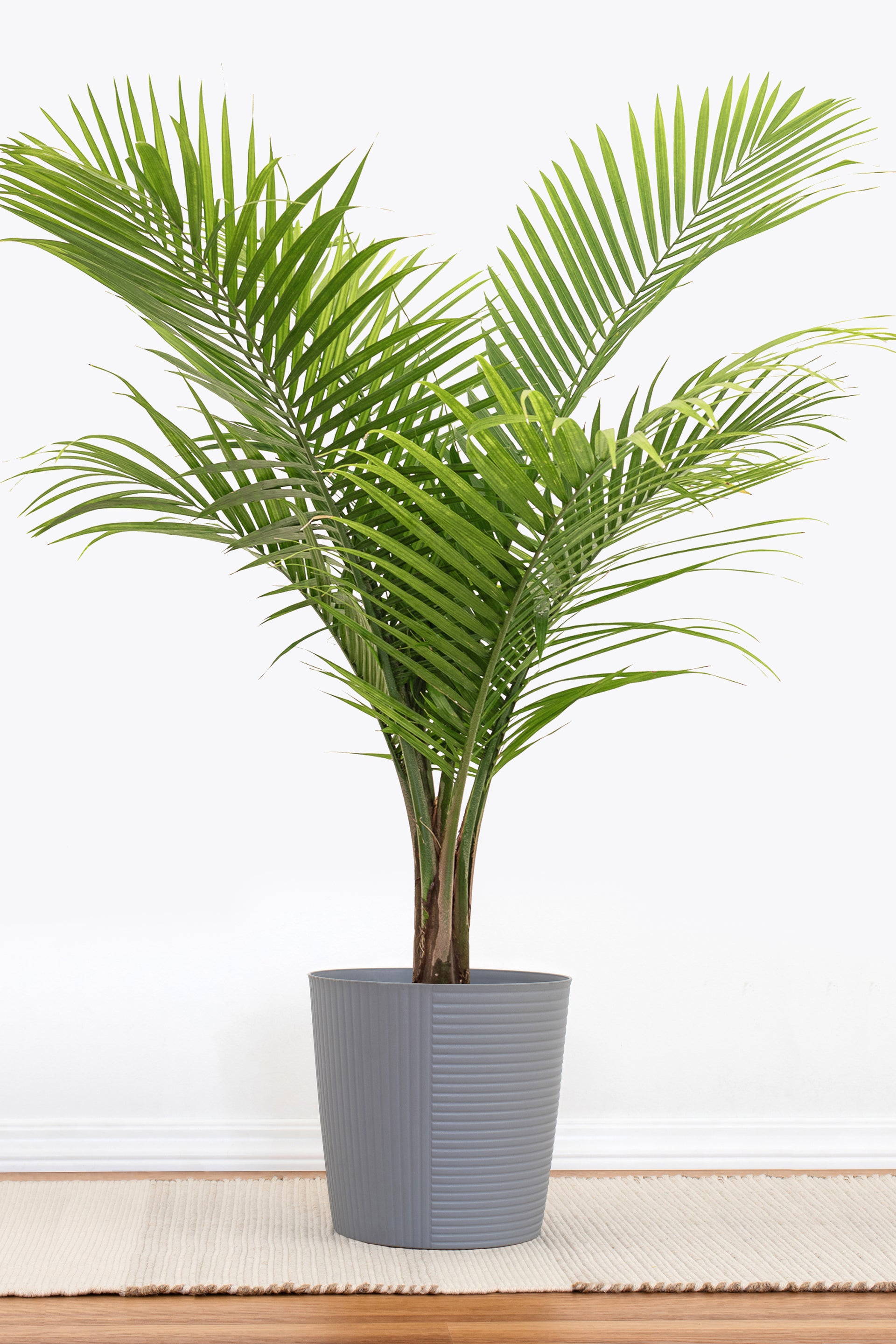 palm plant in pot Majesty Palm