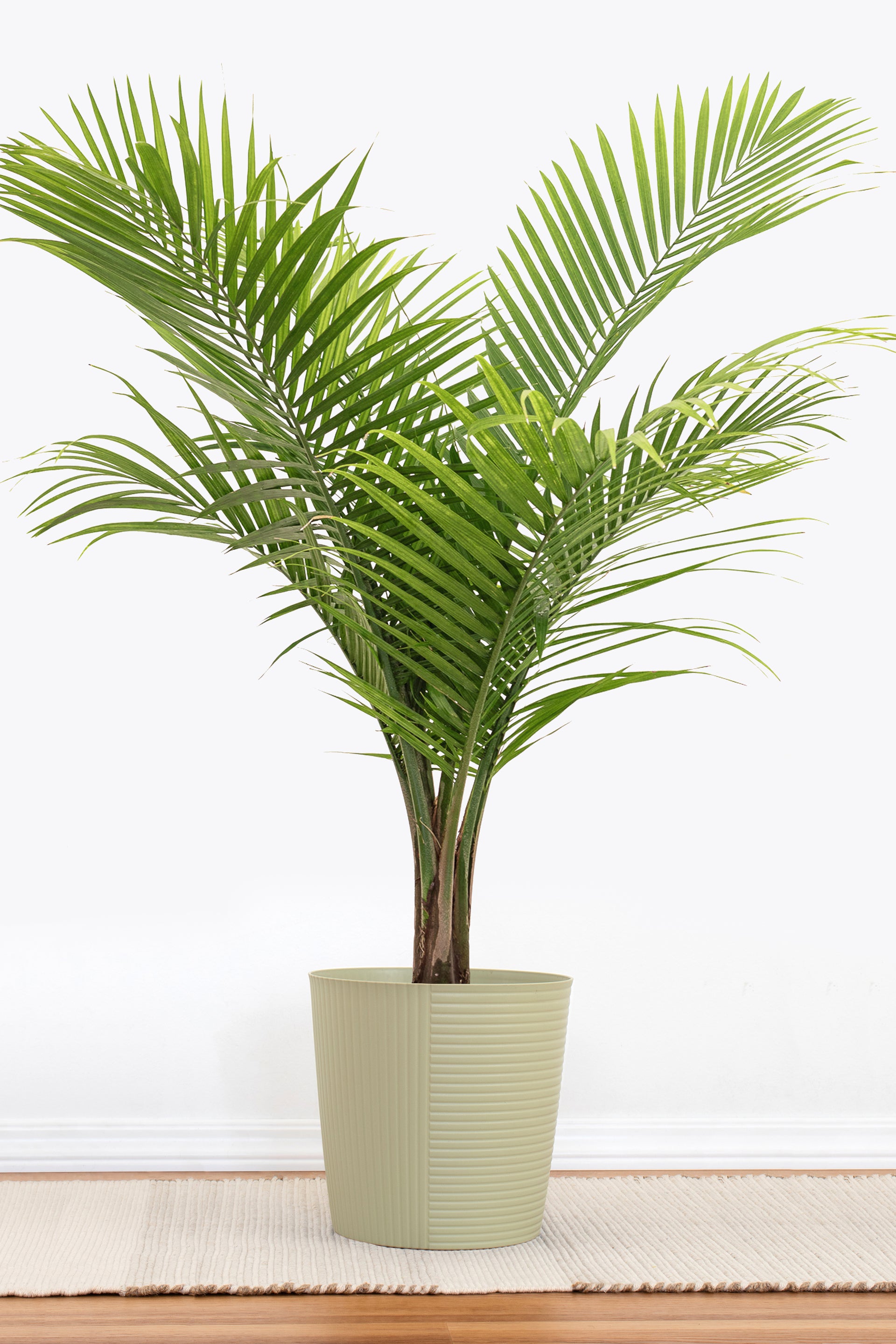 American Plant Exchange Majesty Palm Houseplant in 10