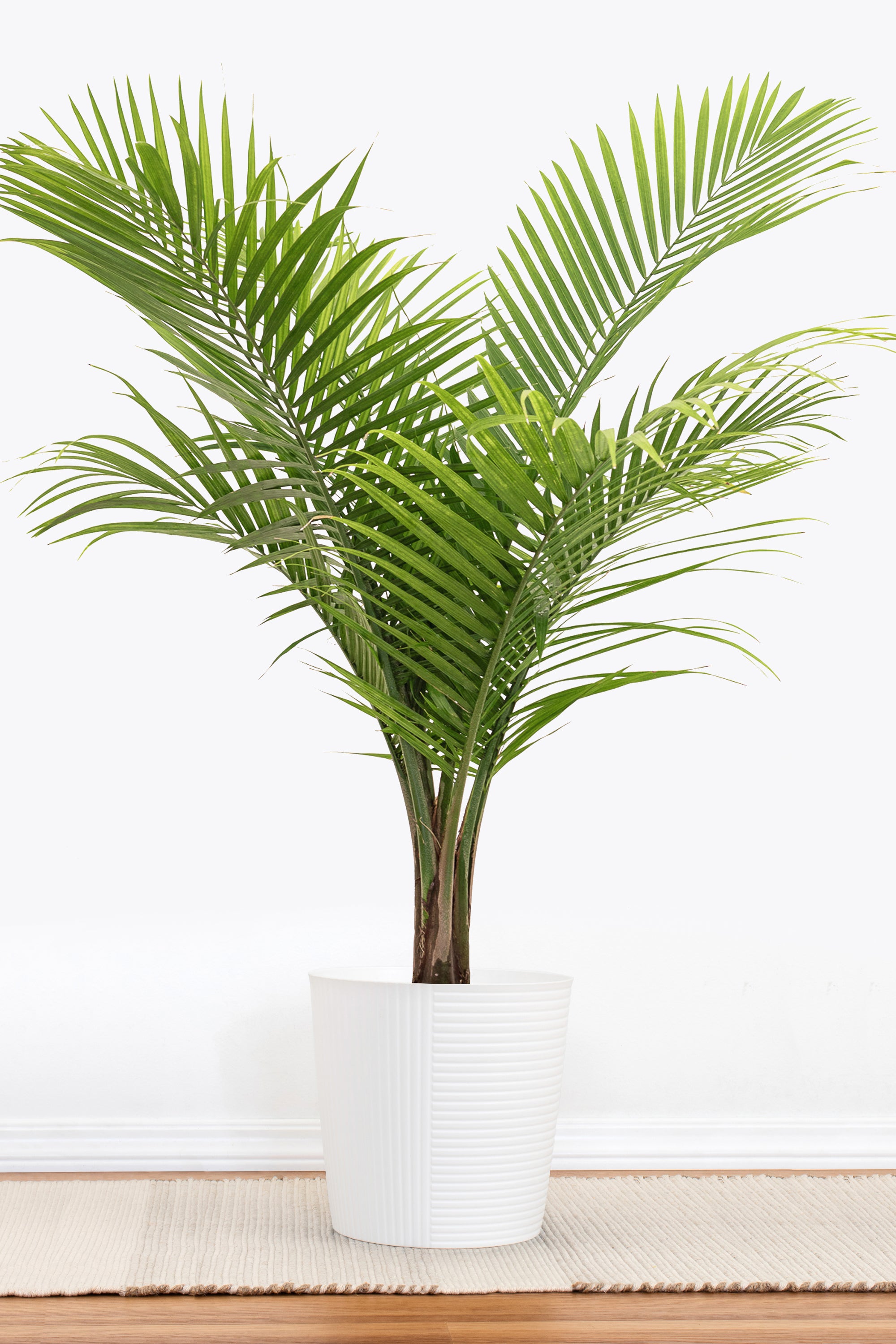 United Nursery Majesty Palm - Thumbnail 2