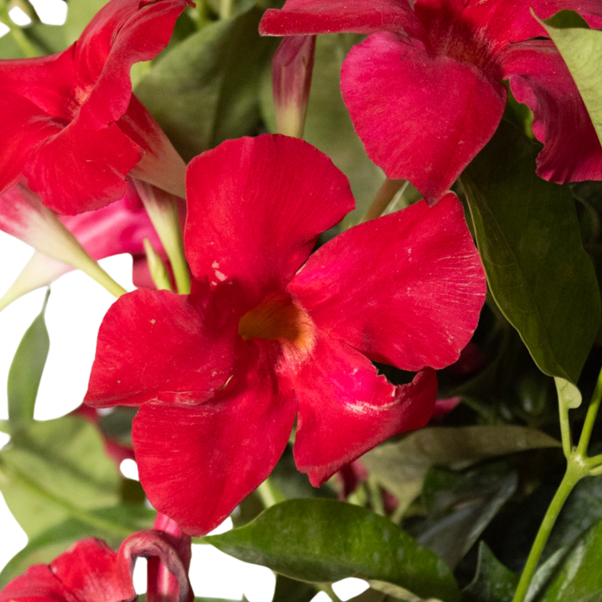 red mandevilla plant with trellis Red Mandevilla Plant with Trellis