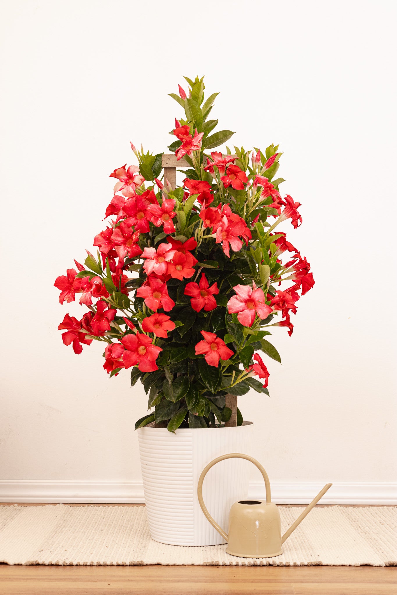 Mandevilla Red Trellis