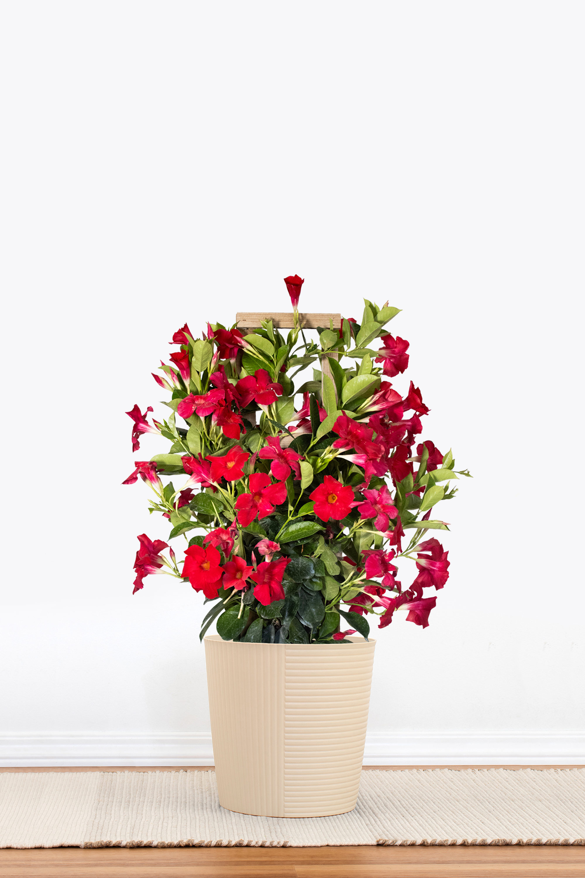 Red Mandevilla Trellis