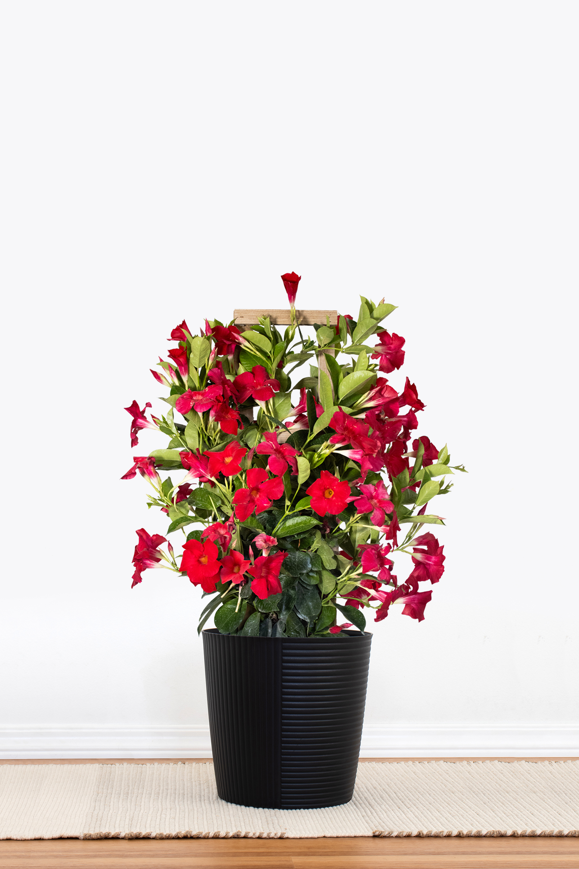 Red Mandevilla Trellis