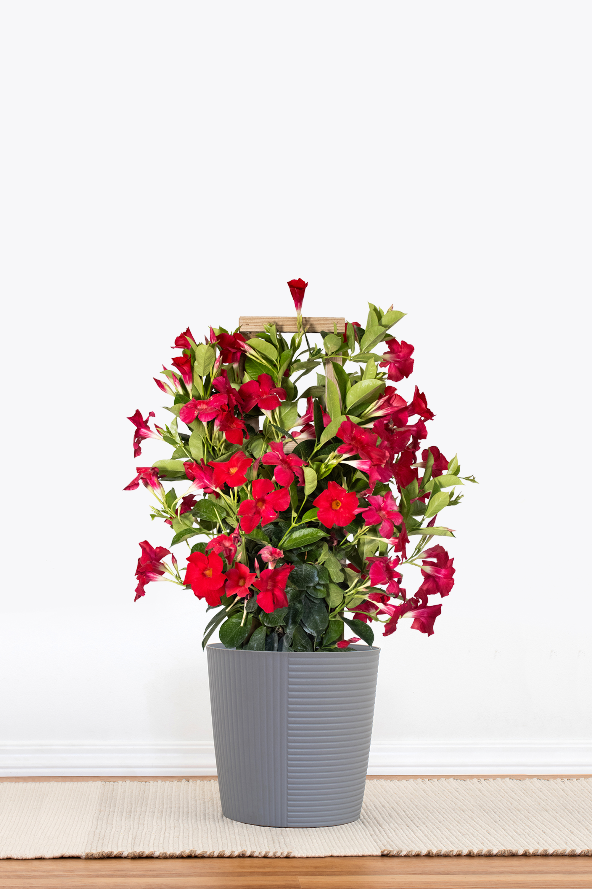 Red Mandevilla Trellis