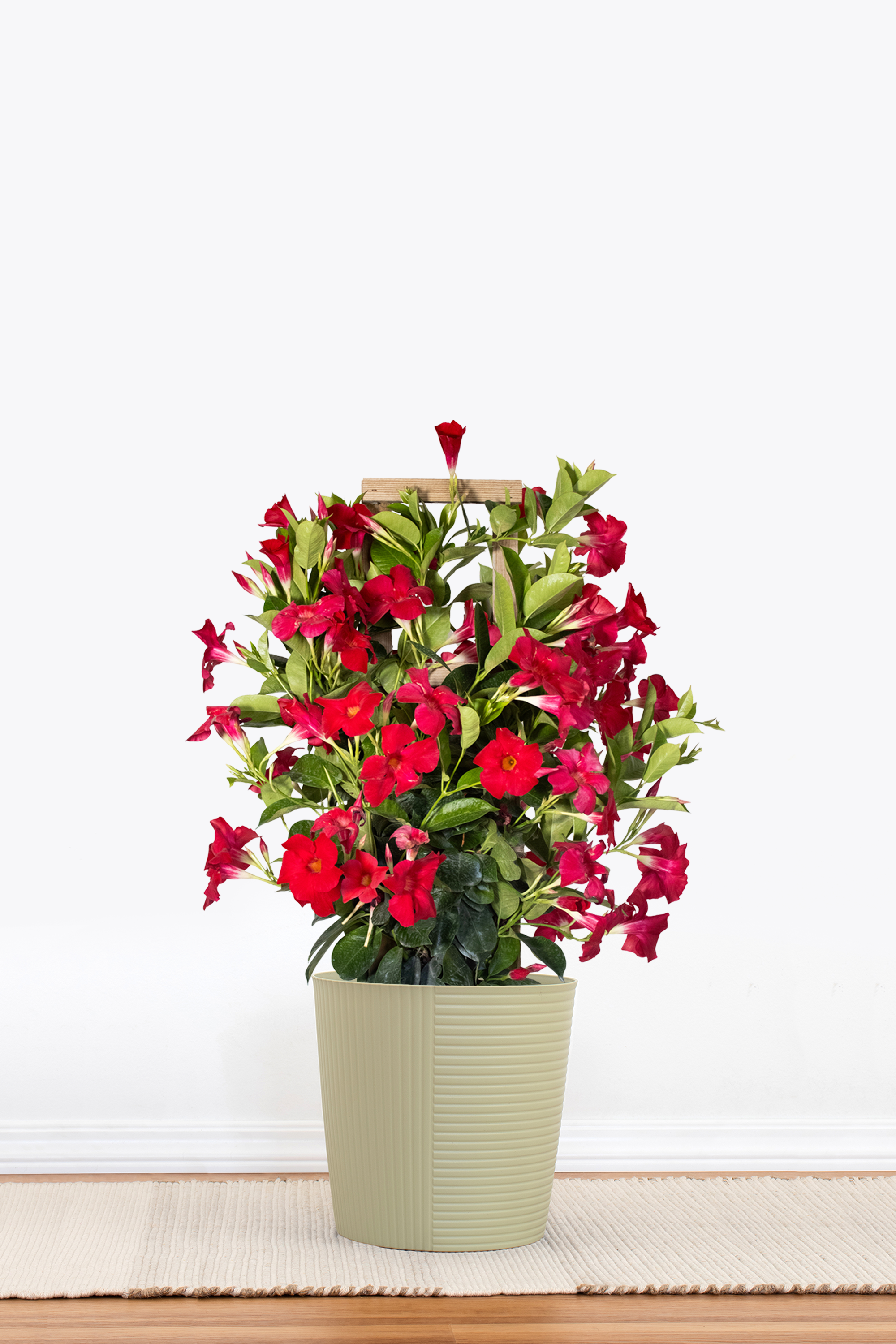 Red Mandevilla Trellis