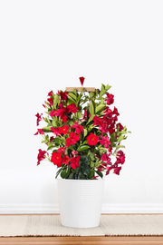 Red Mandevilla Trellis