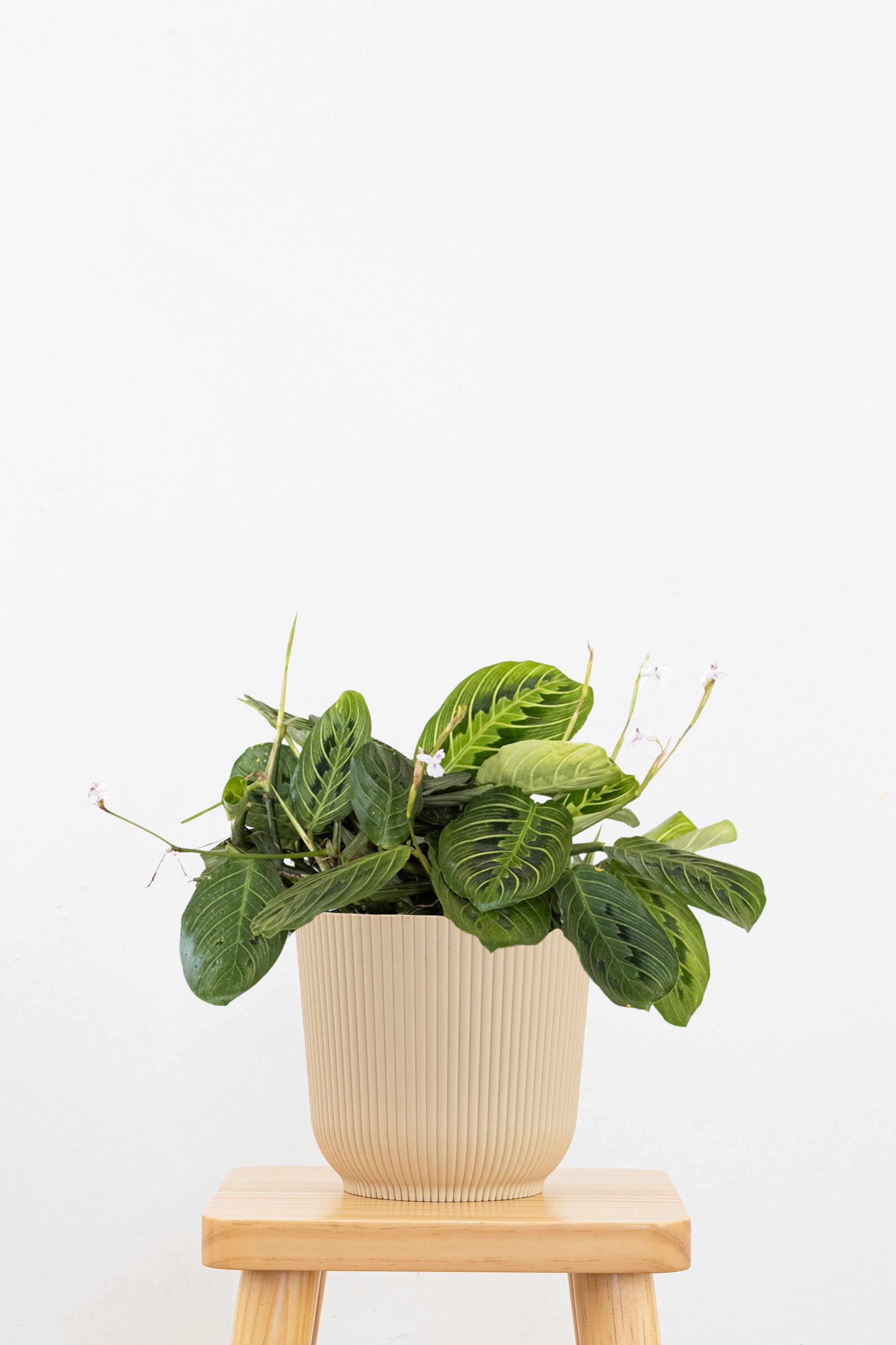 Maranta Green Prayer