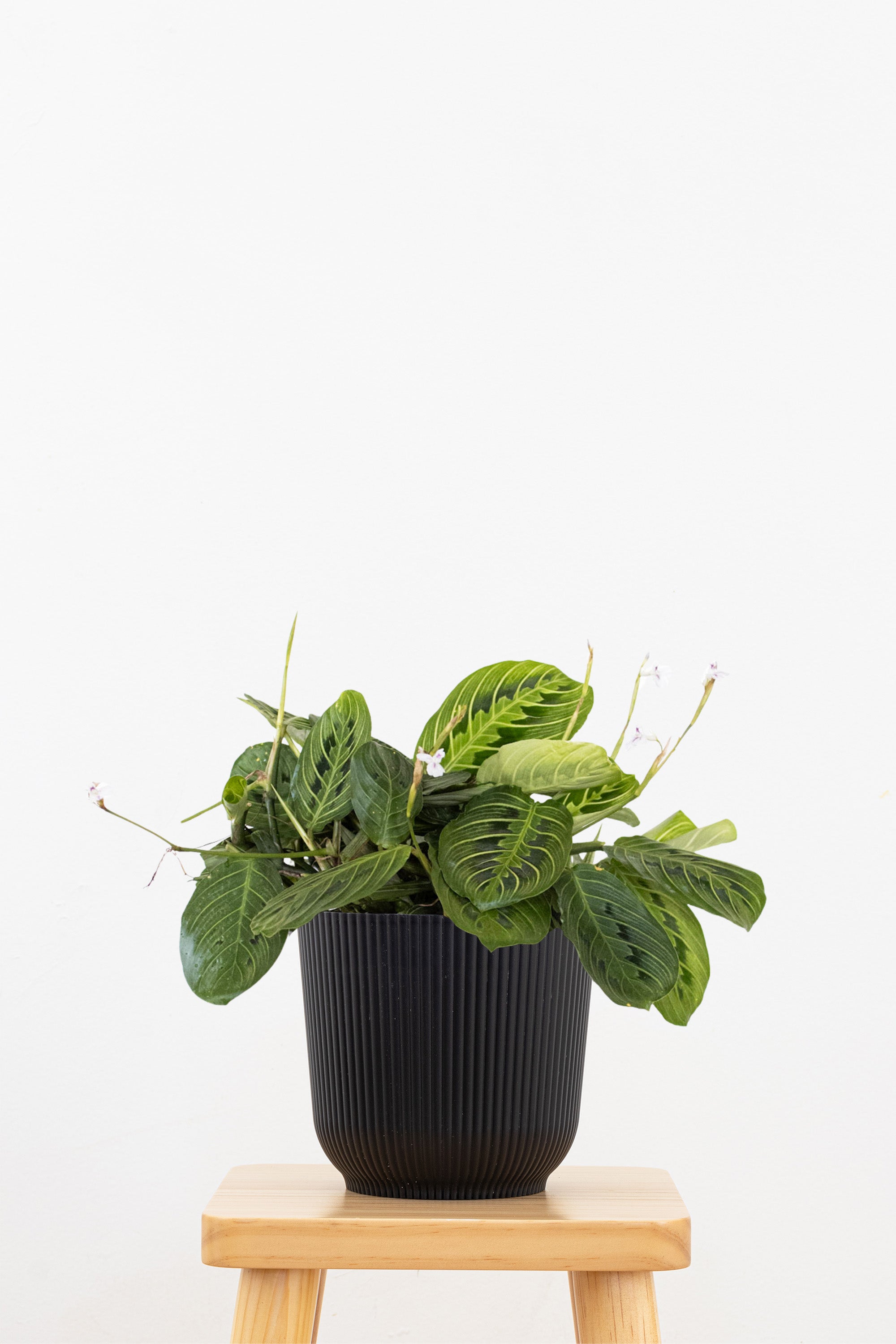 Maranta Green Prayer