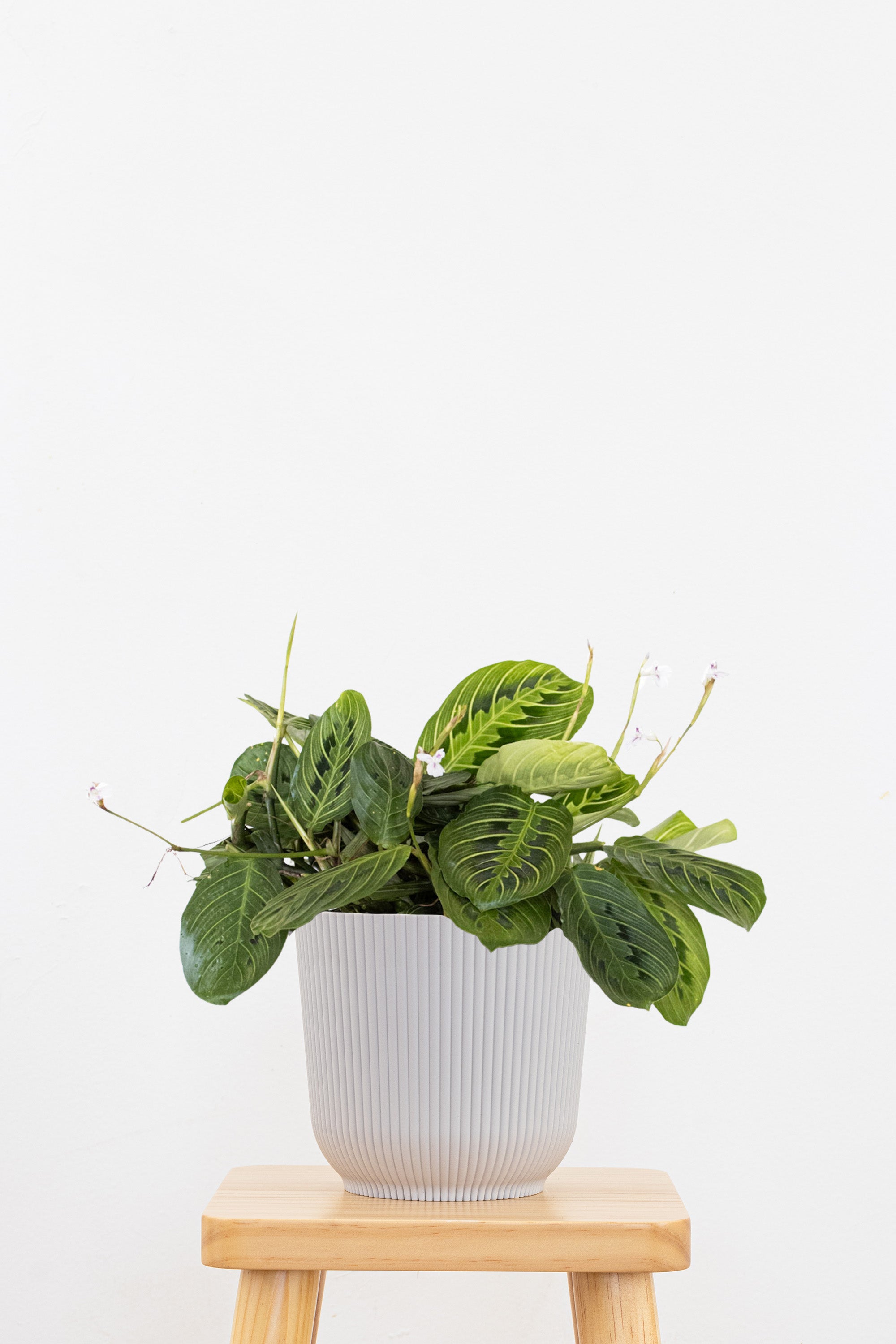 Maranta Green Prayer