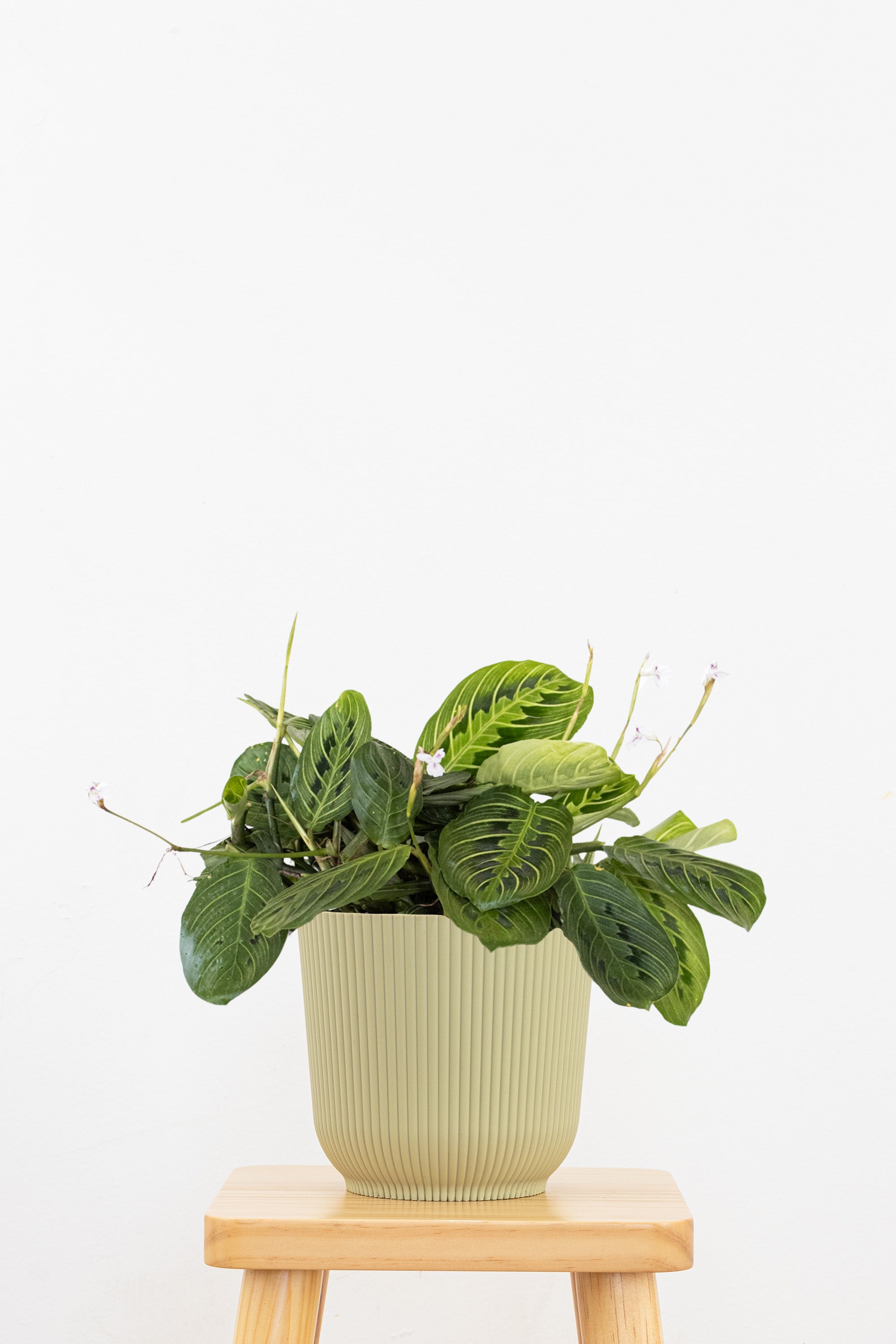 Maranta Green Prayer