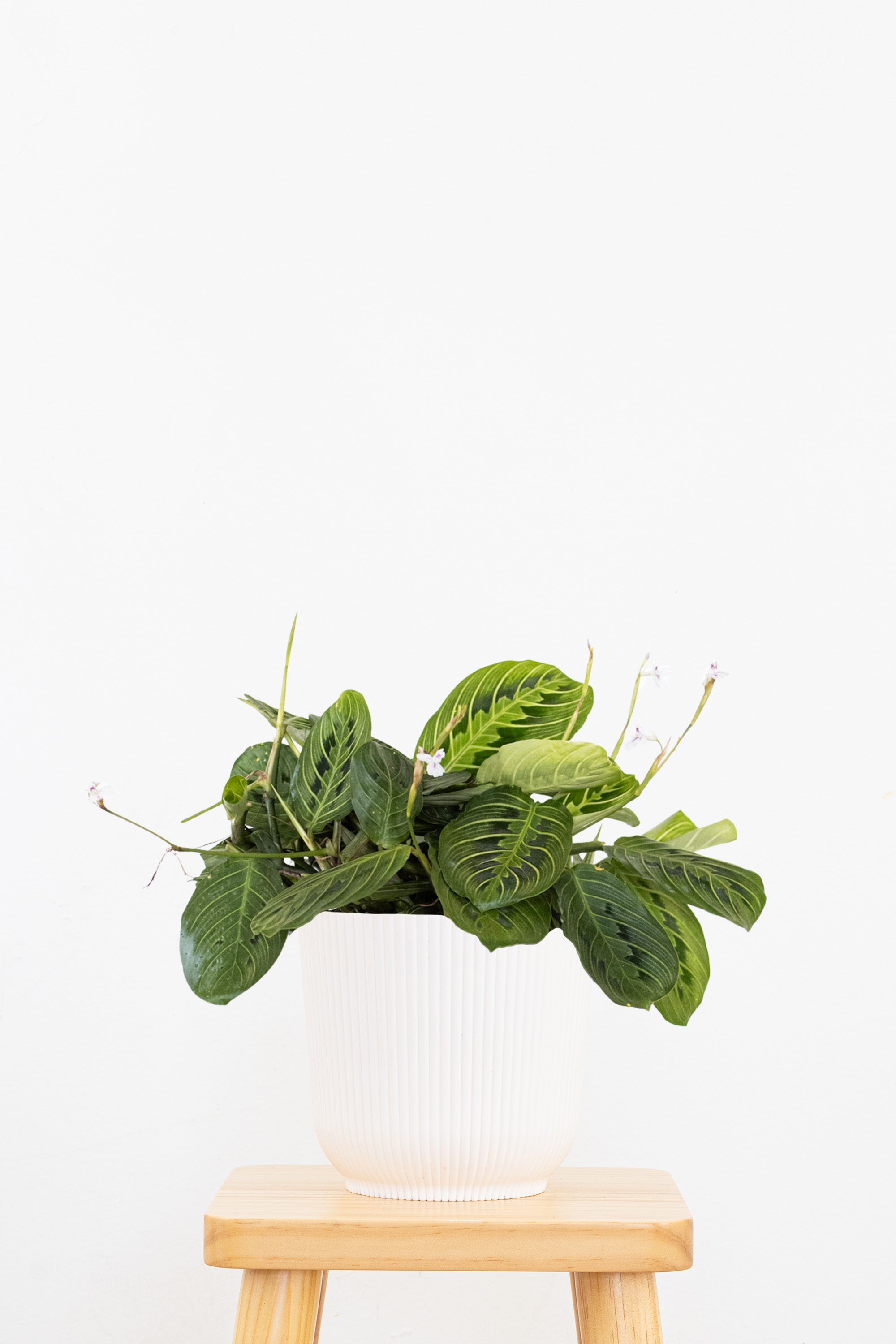 green and white prayer plant 6 in. Prayer Plant (Maranta leuconeura) in Hanging Basket