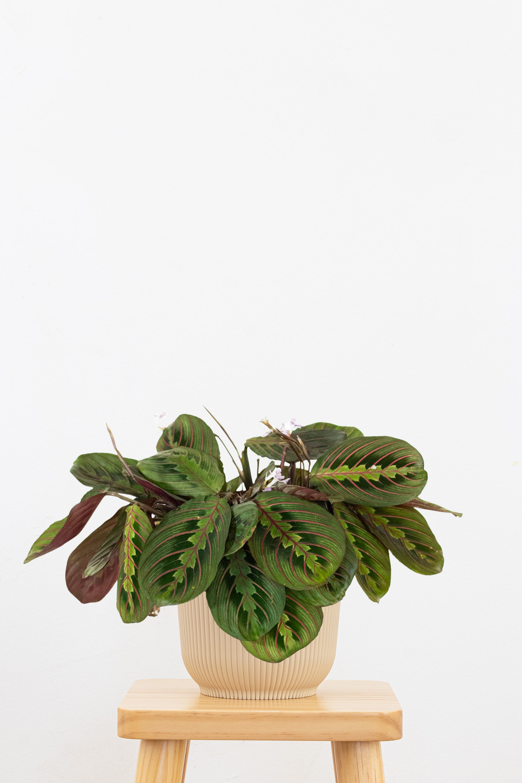 Maranta Red Prayer