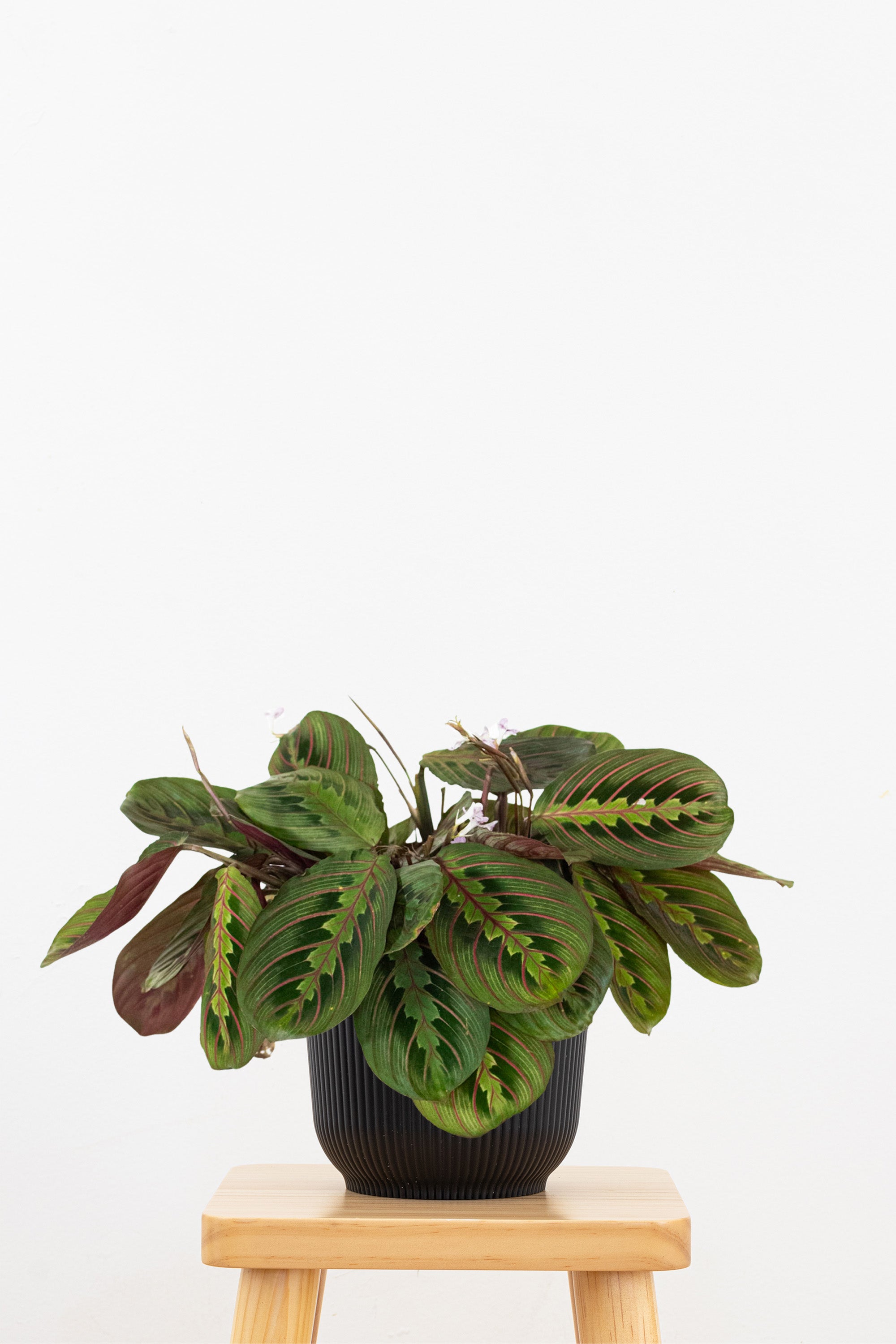 Maranta Red Prayer