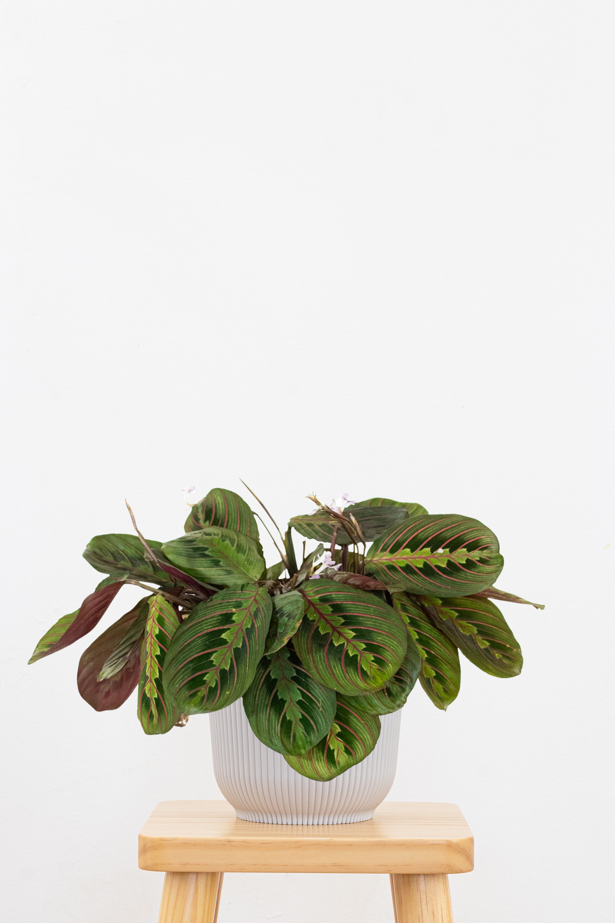 Maranta Red Prayer
